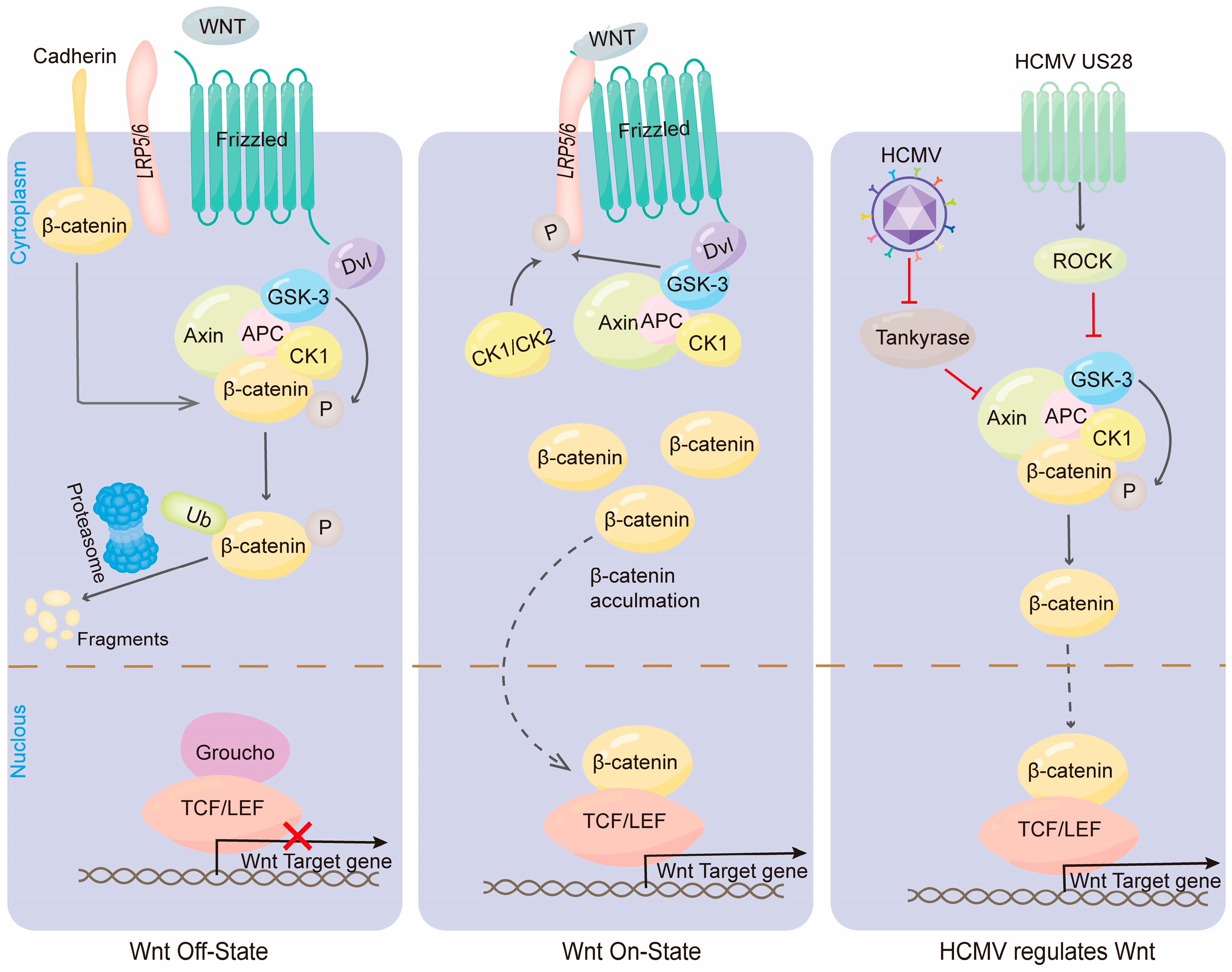 Viruses 16 01342 g002