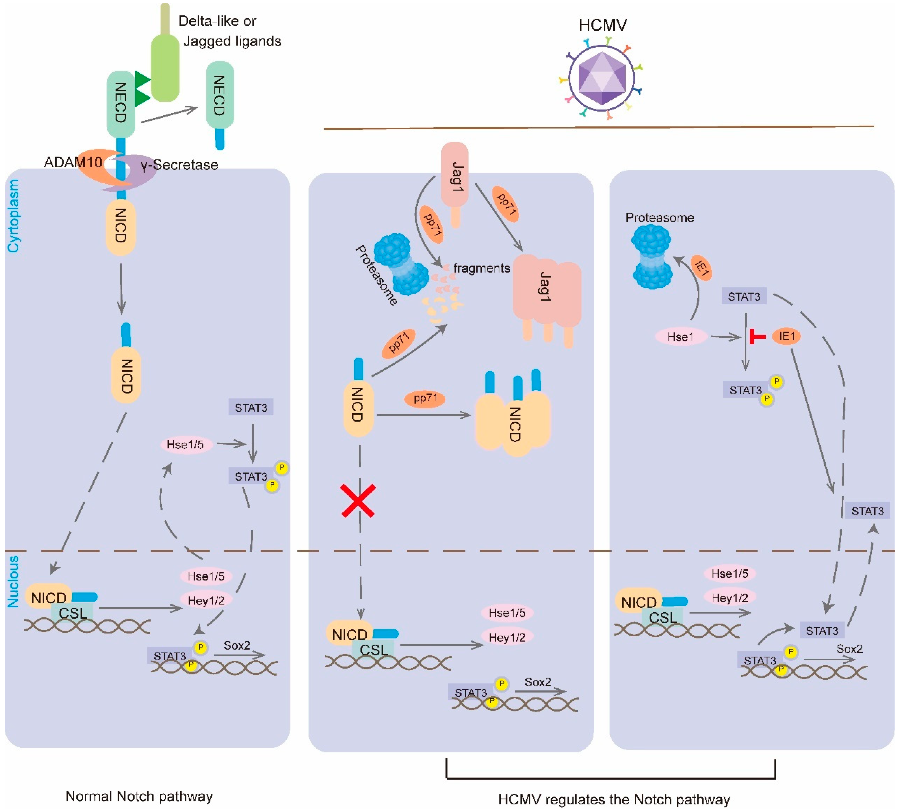 Viruses 16 01342 g003