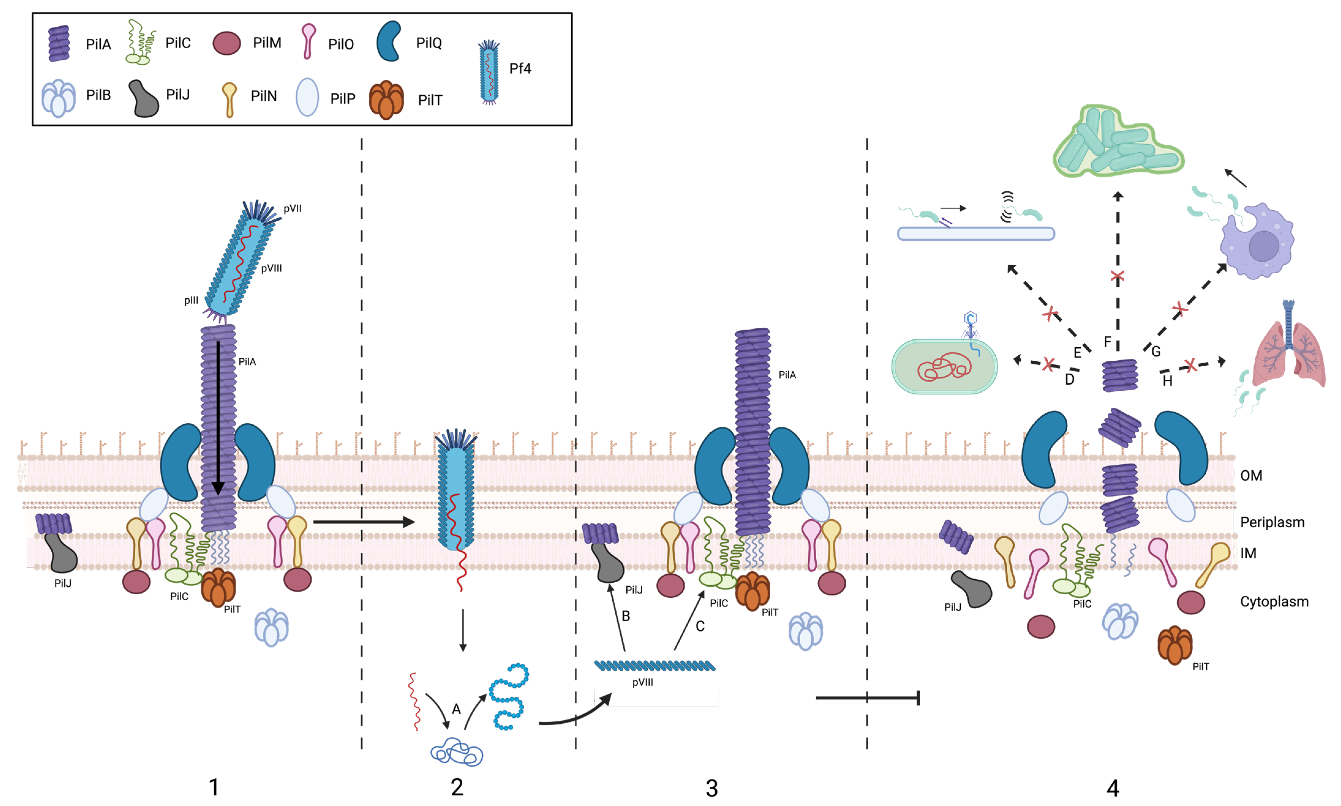 Viruses 16 01348 g001 Viruses 16 01348 g001