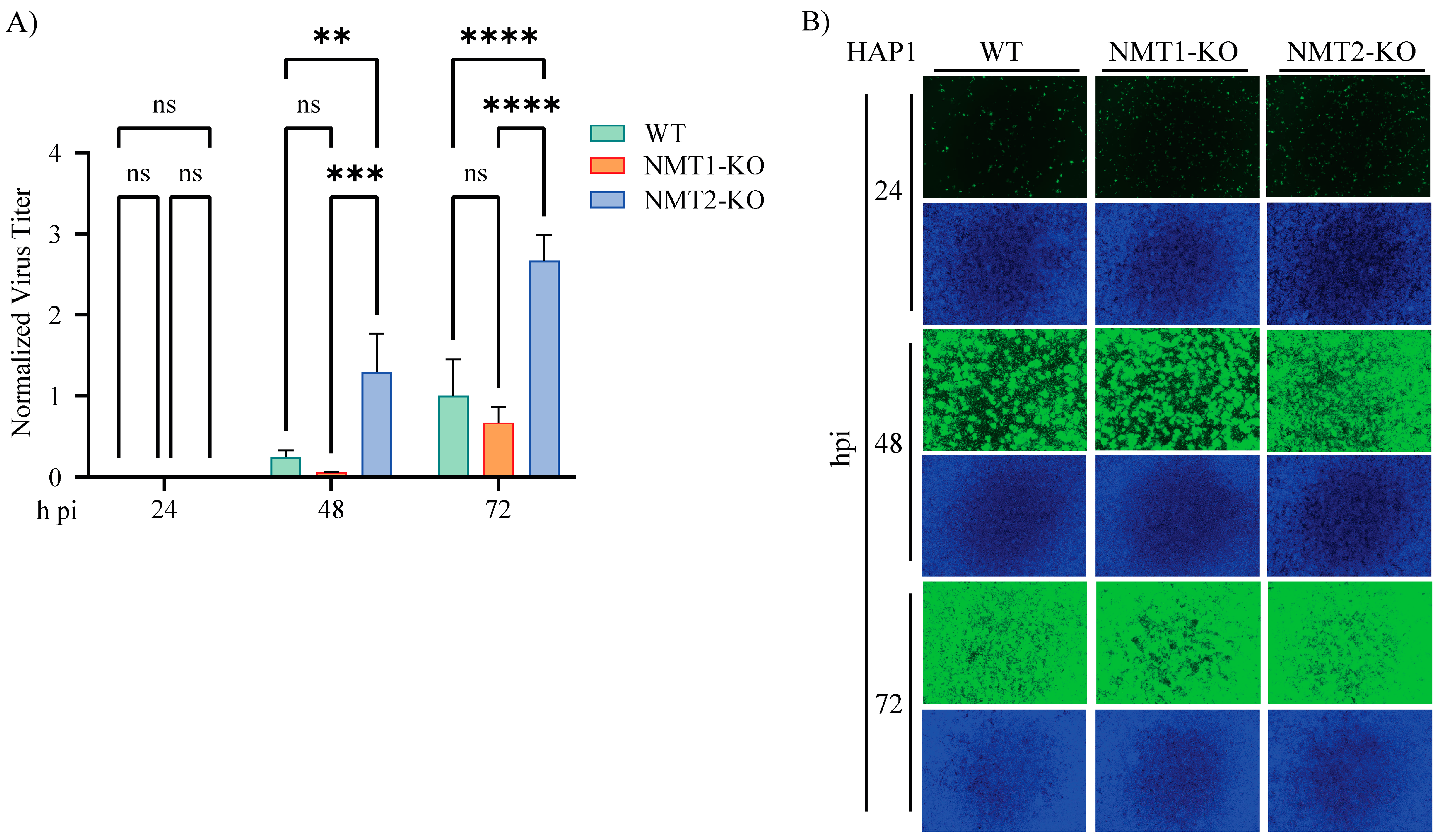 Viruses 16 01362 g007