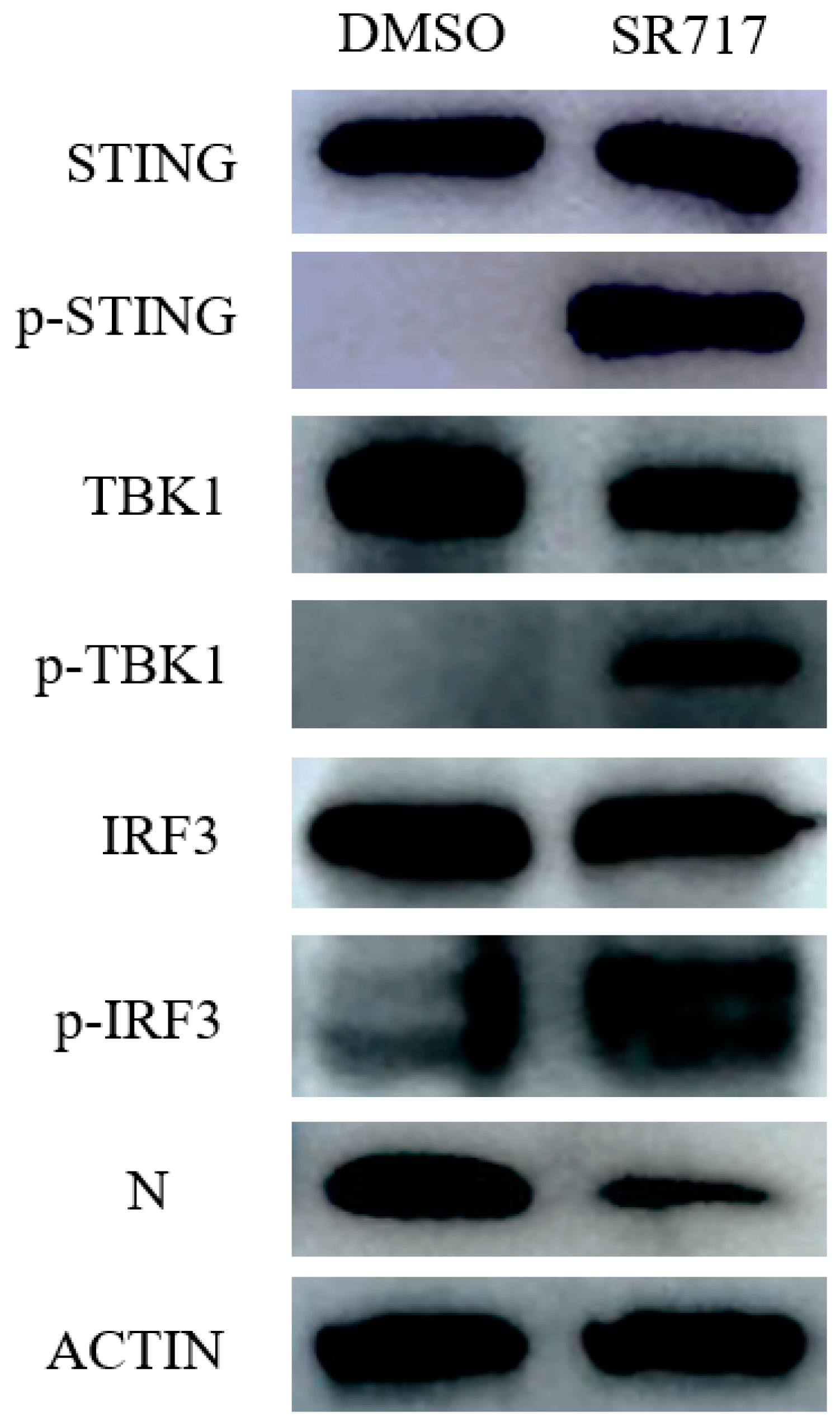 Viruses 16 01373 g006