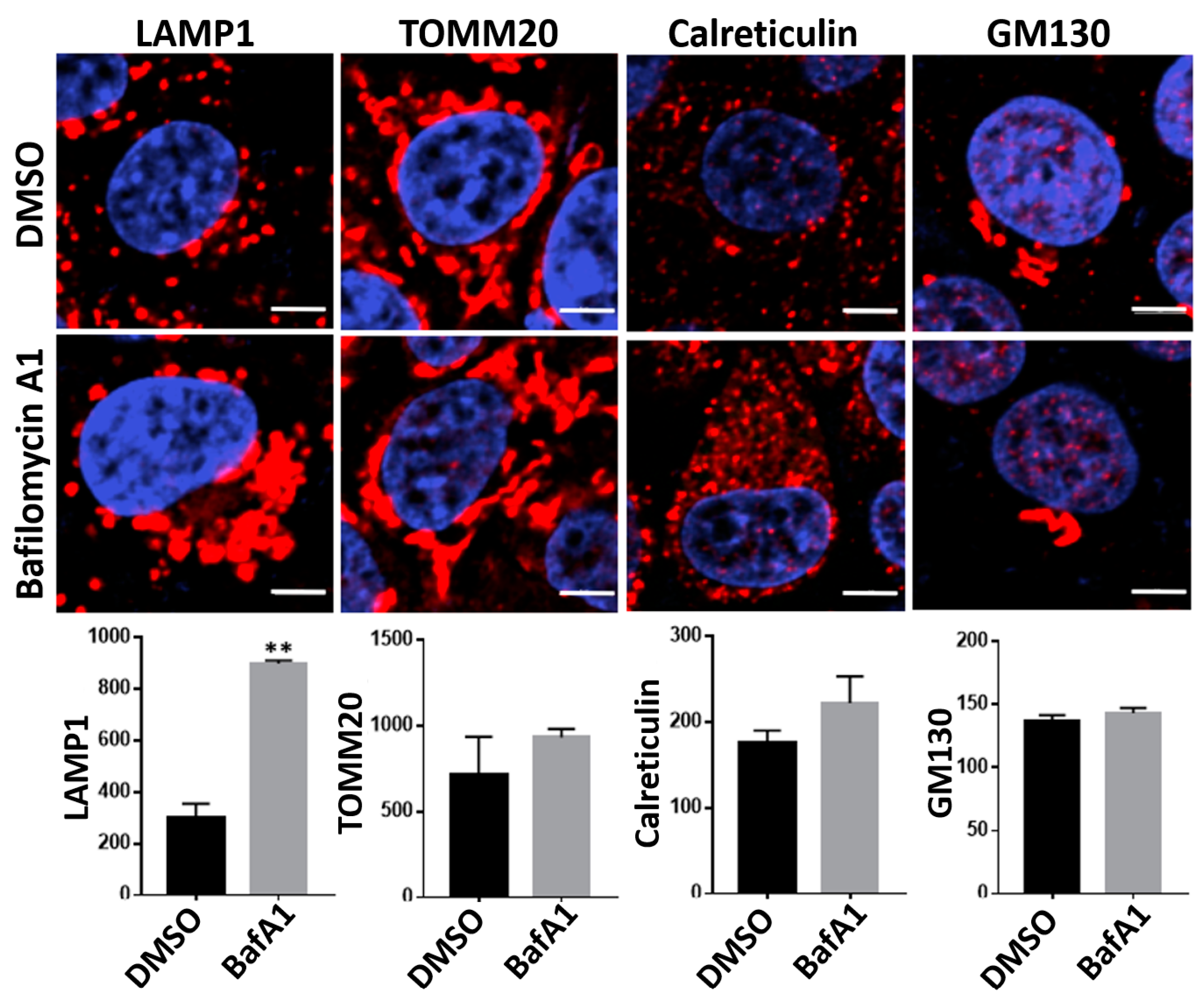 Viruses 16 01374 g006