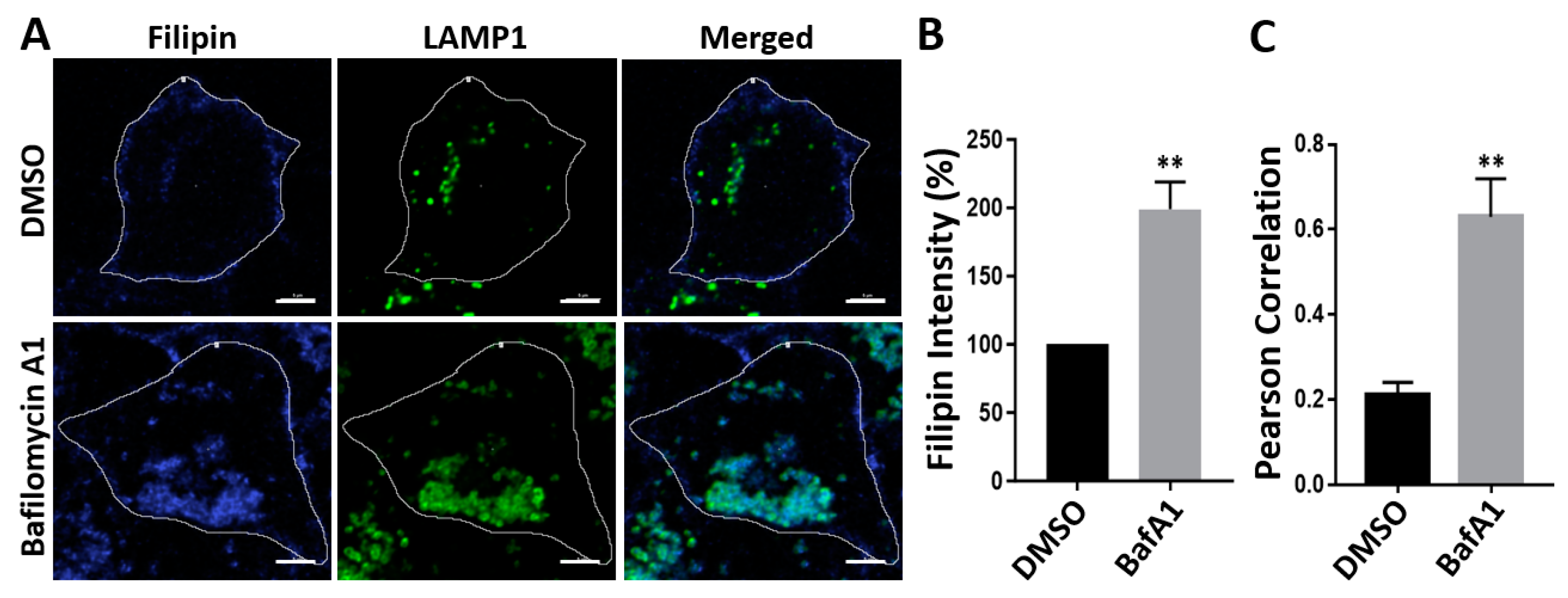 Viruses 16 01374 g007