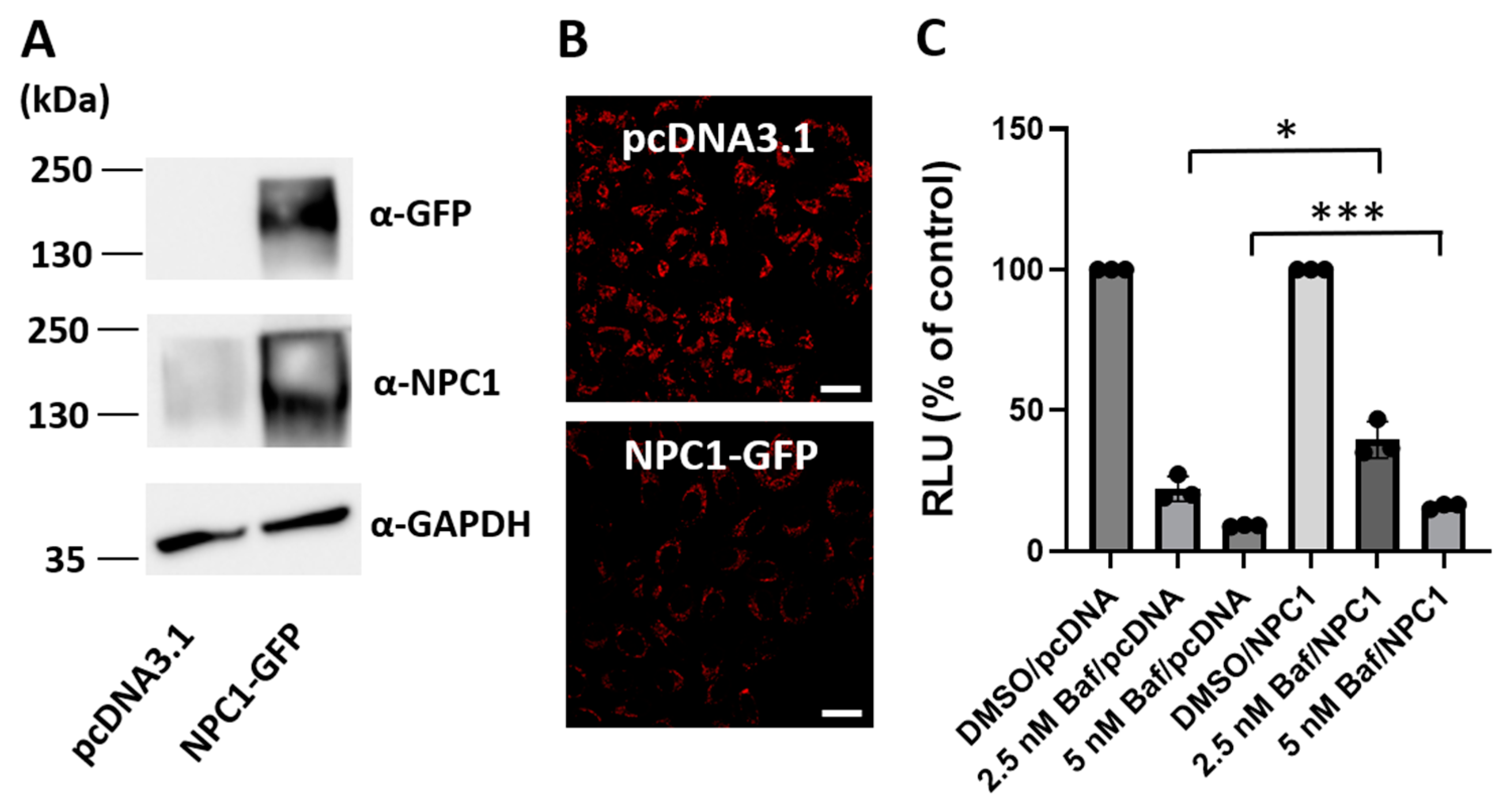 Viruses 16 01374 g008