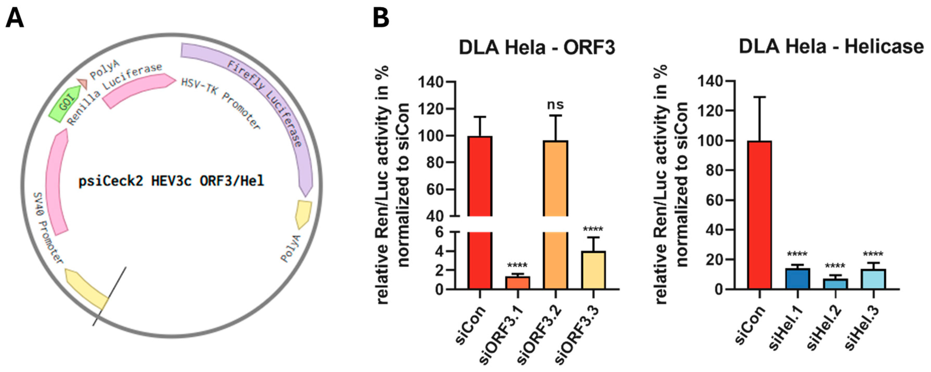 Viruses 16 01378 g002