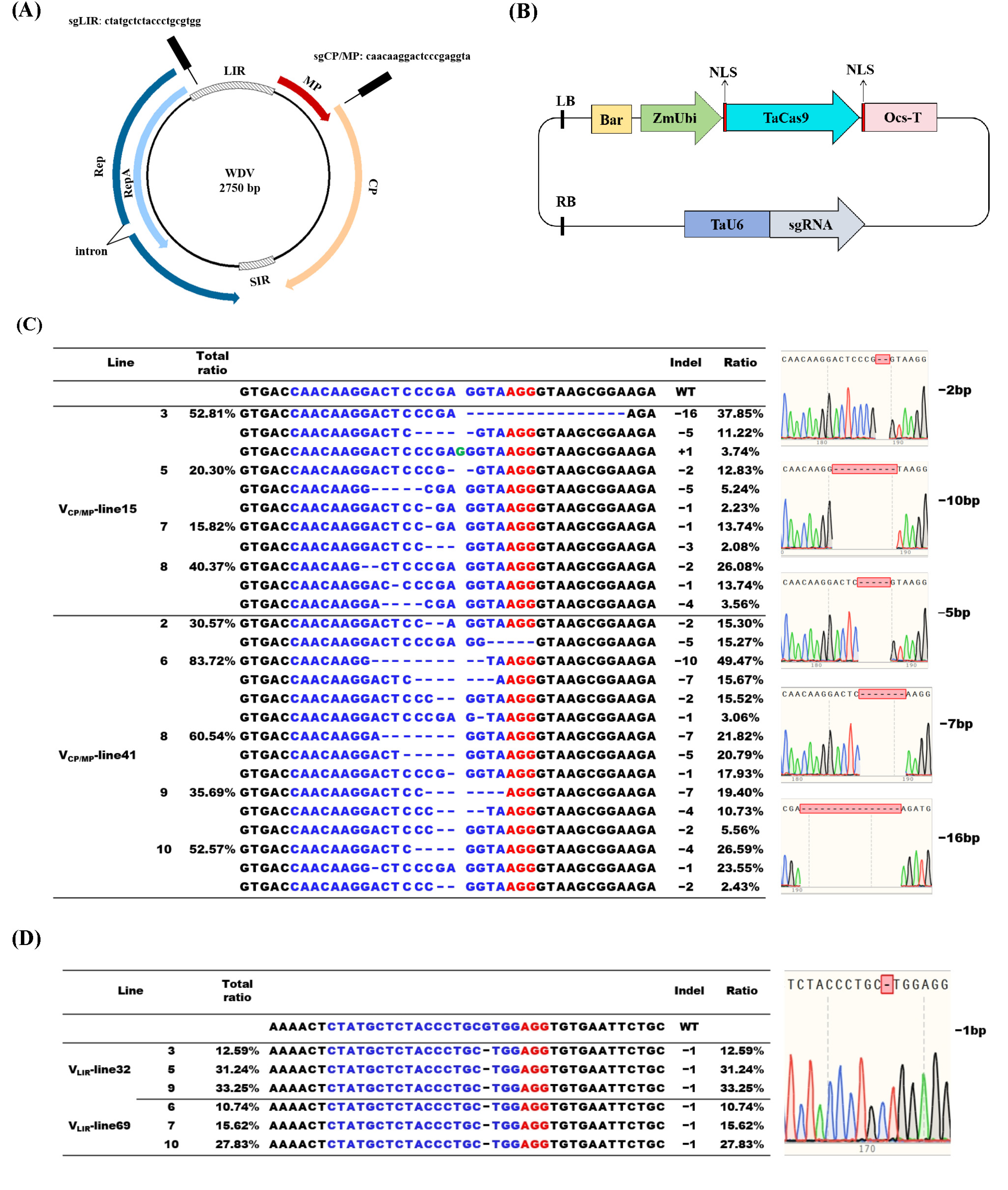 Viruses 16 01382 g001