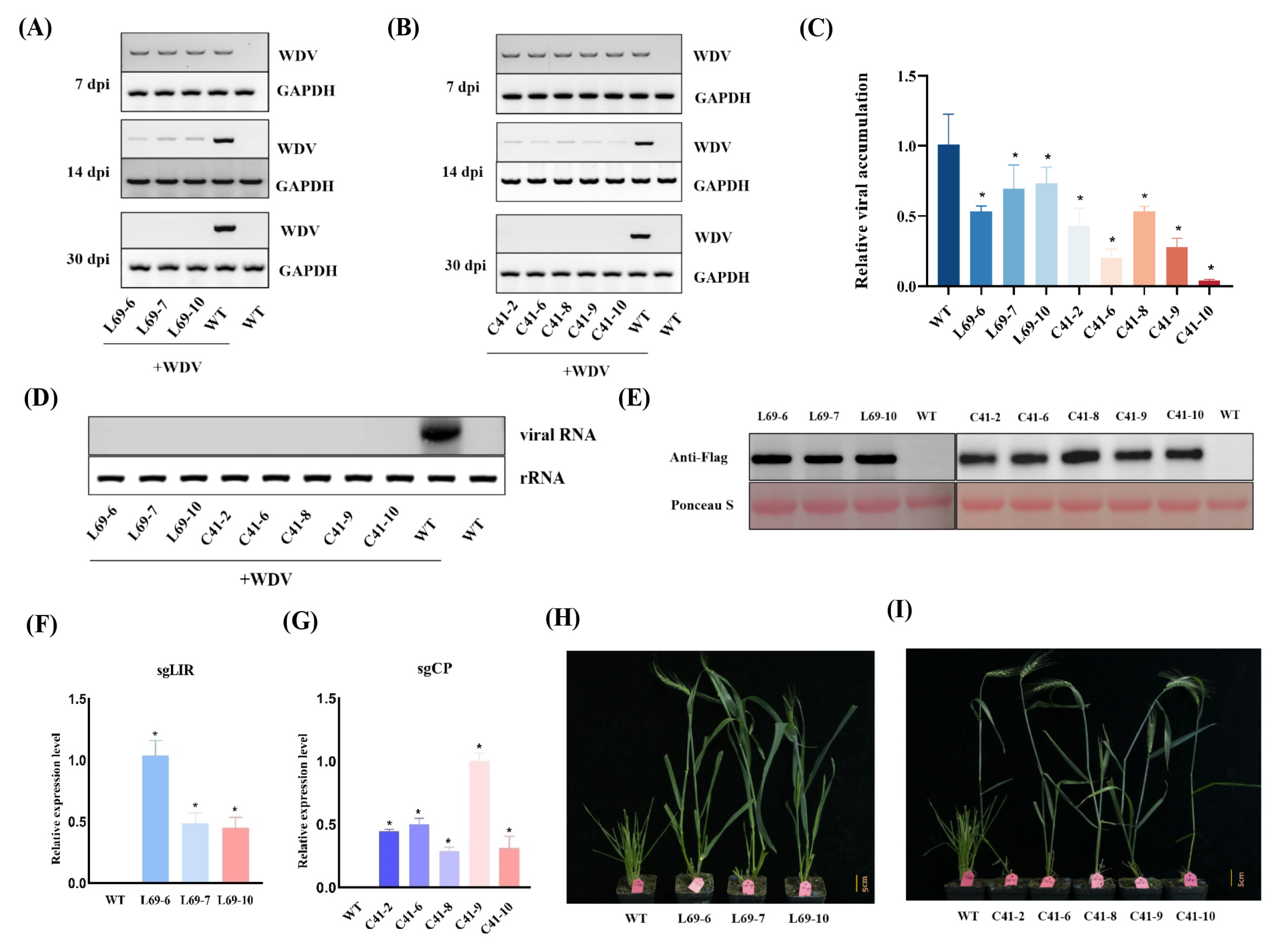 Viruses 16 01382 g002