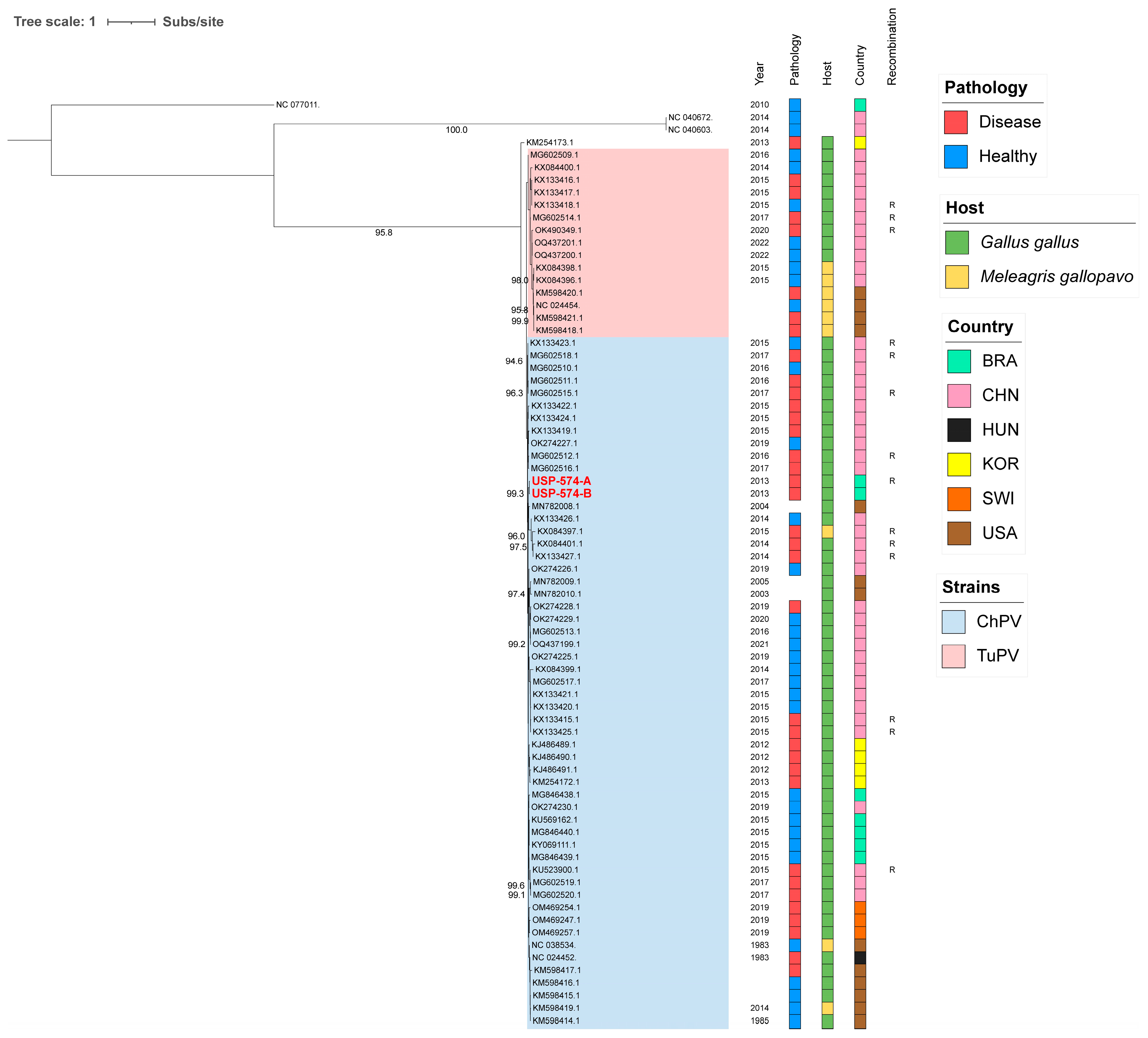 Viruses 16 01389 g001