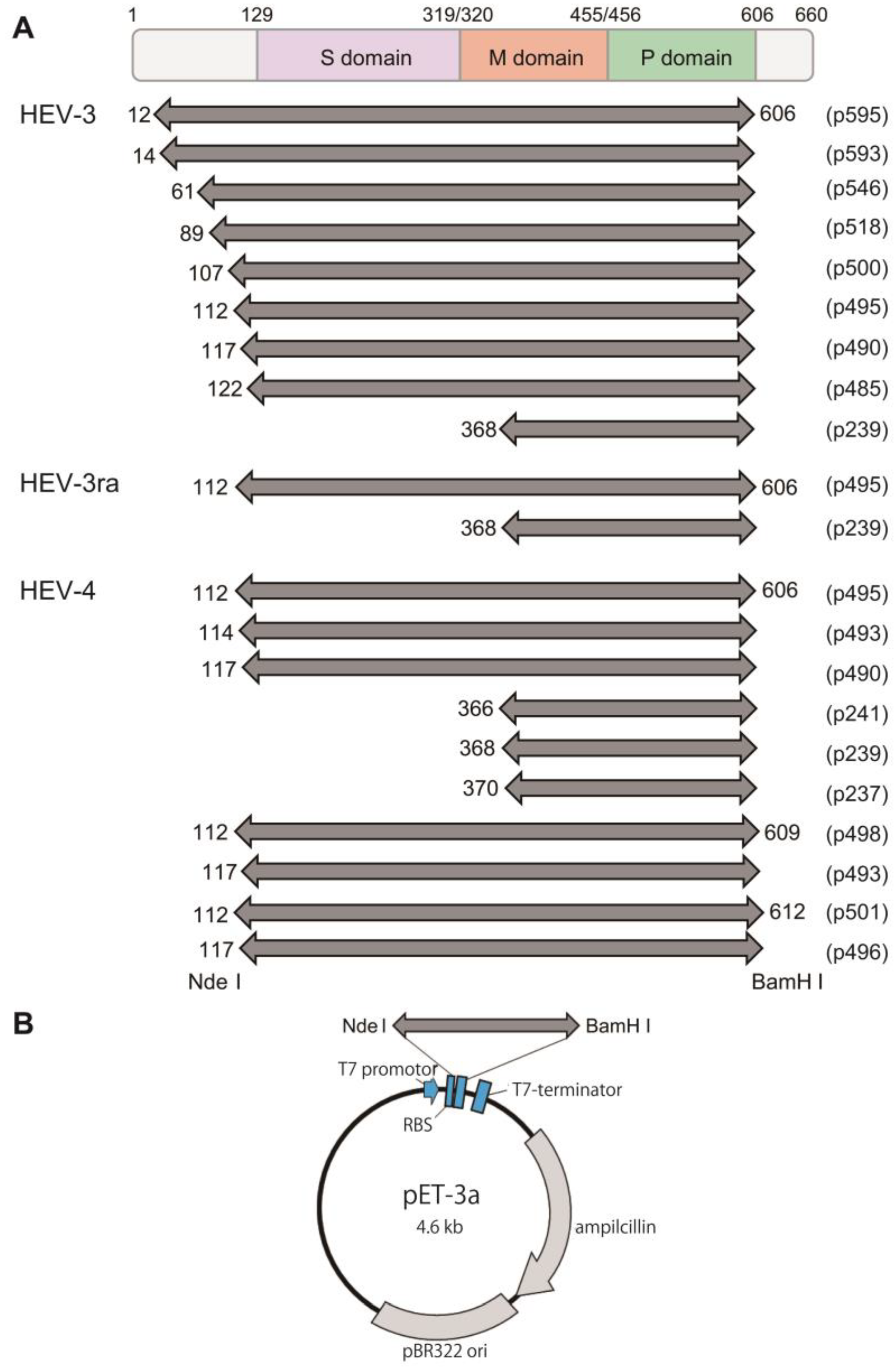 Viruses 16 01400 g001