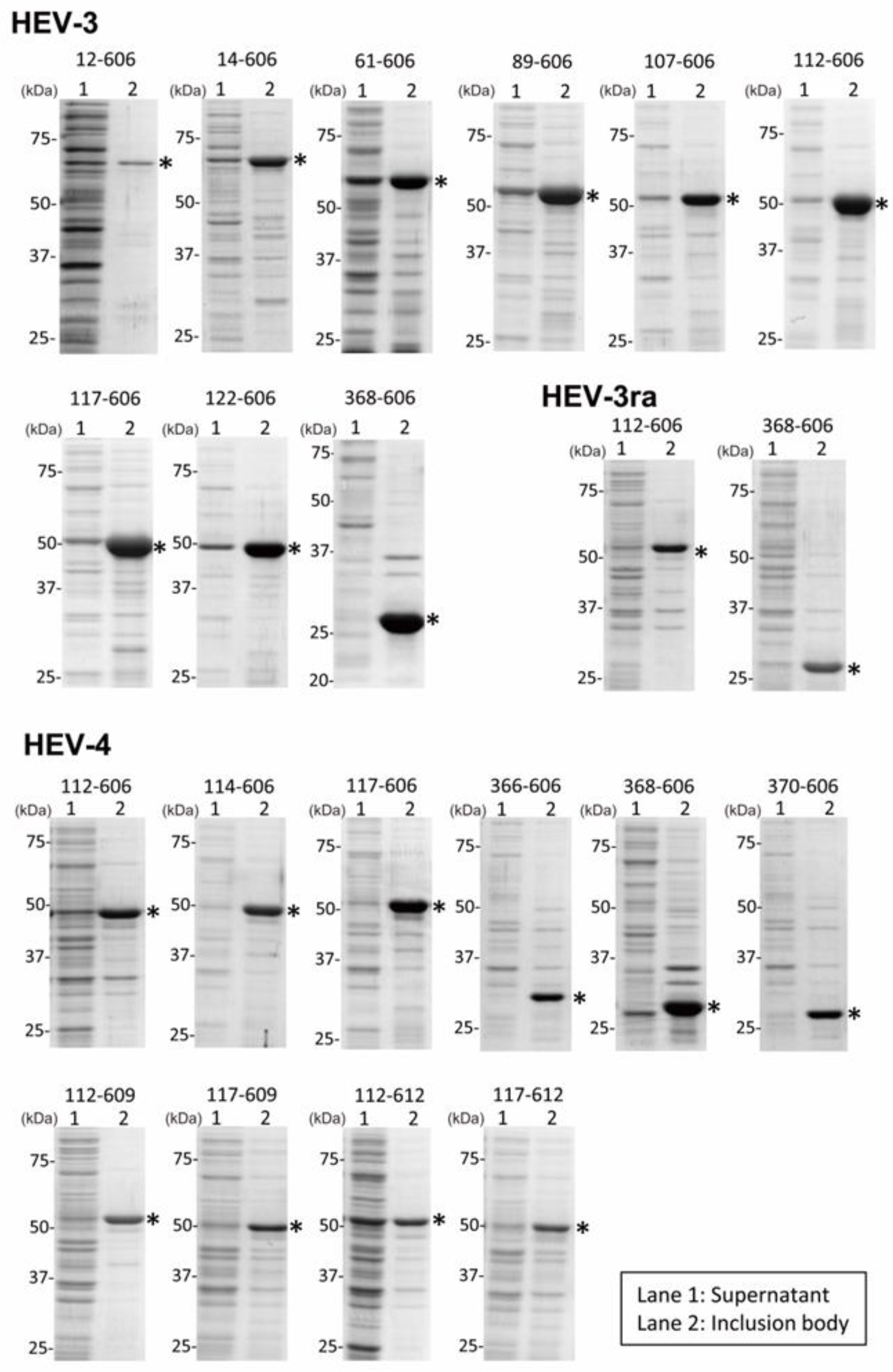 Viruses 16 01400 g003