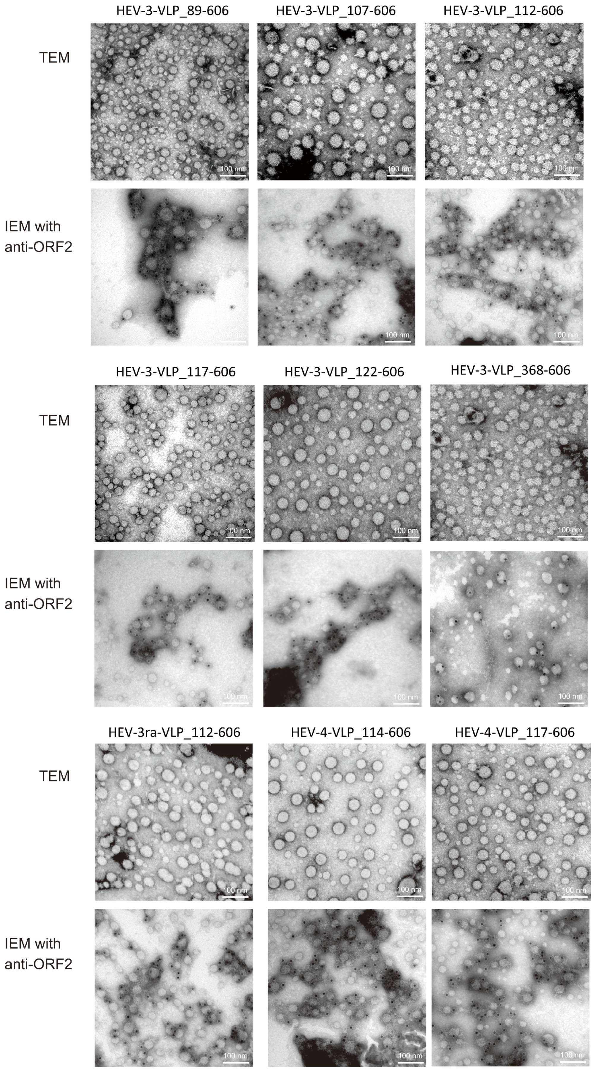 Viruses 16 01400 g006