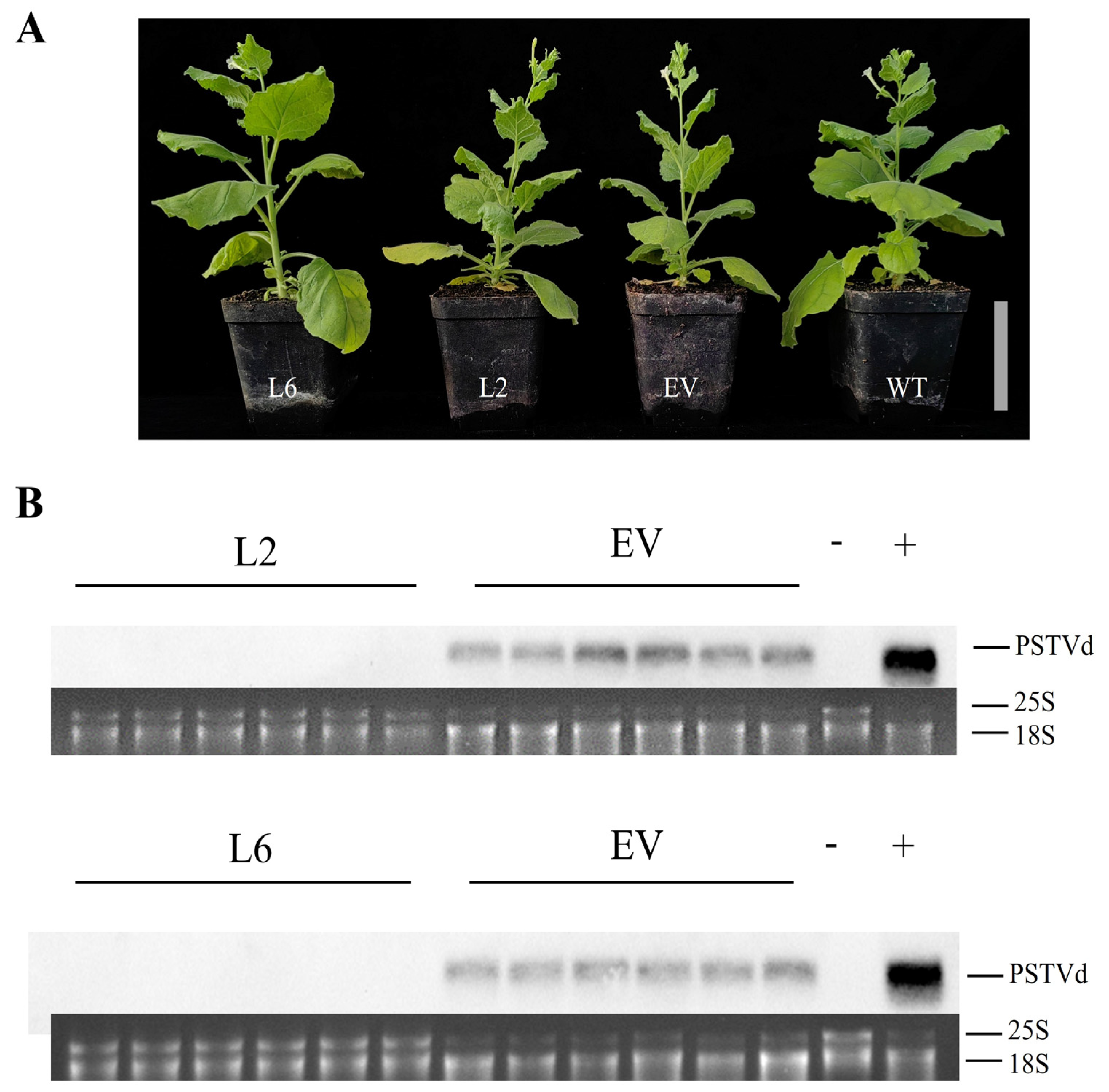 Viruses 16 01401 g004