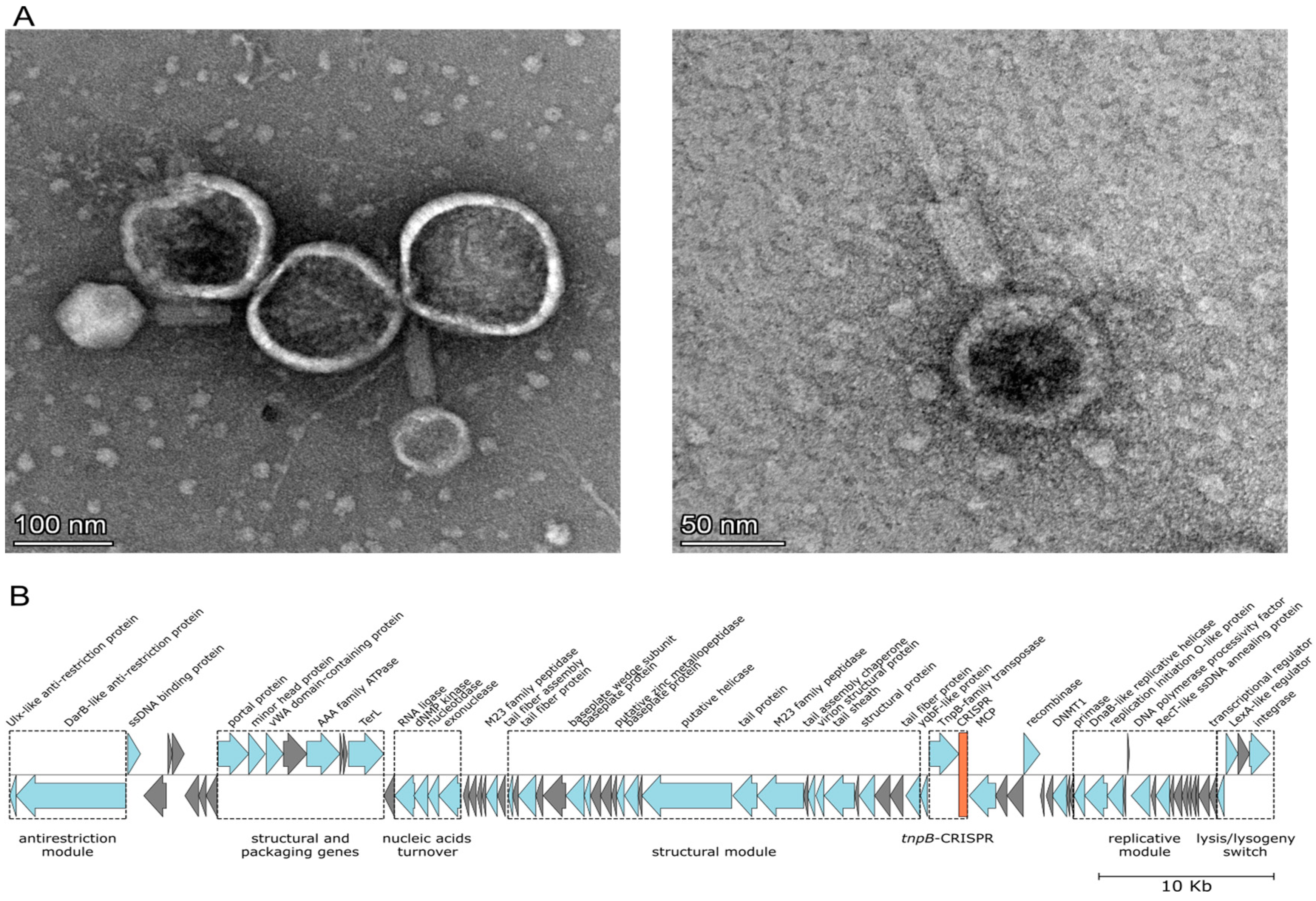Viruses 16 01410 g002