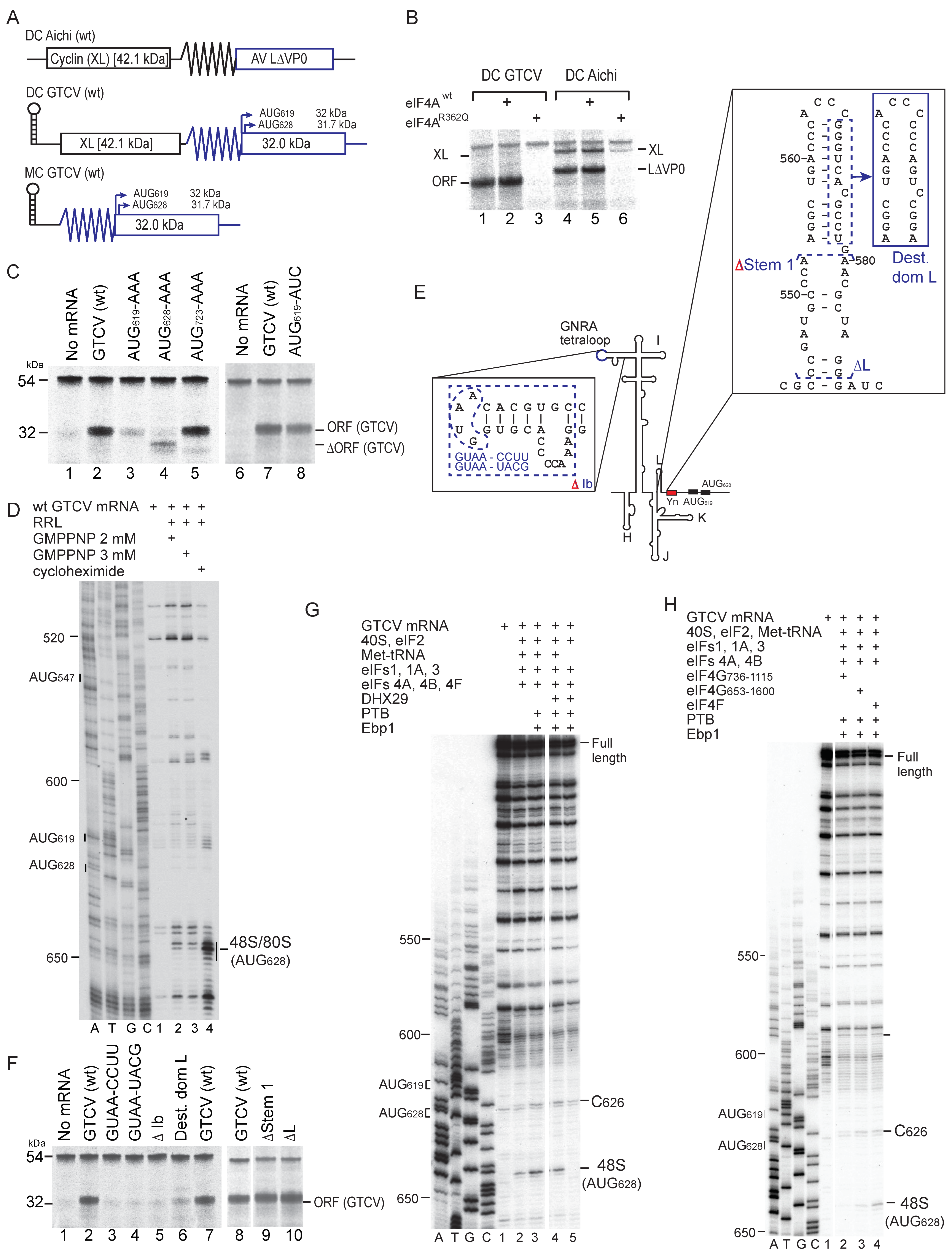Viruses 16 01413 g003