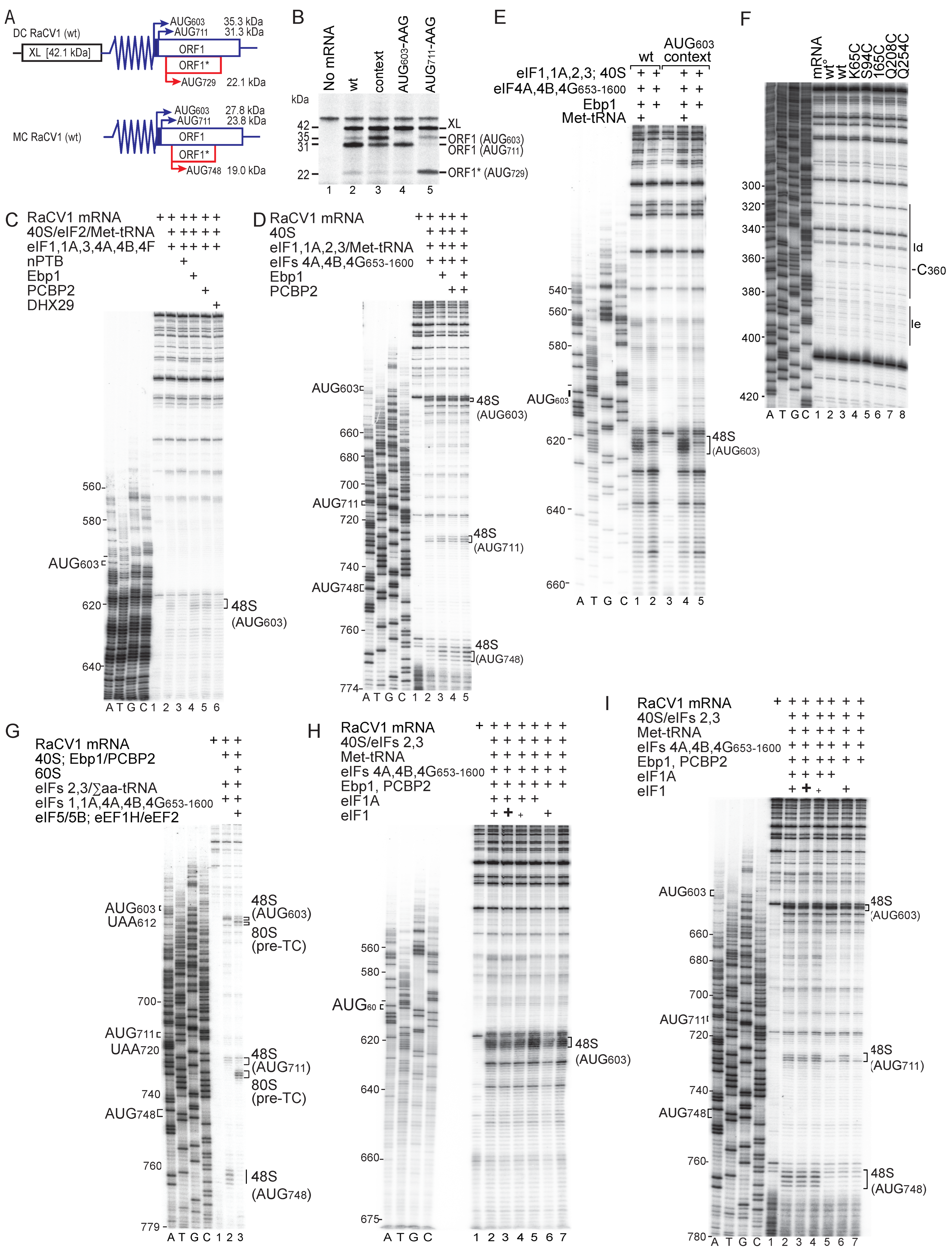 Viruses 16 01413 g004