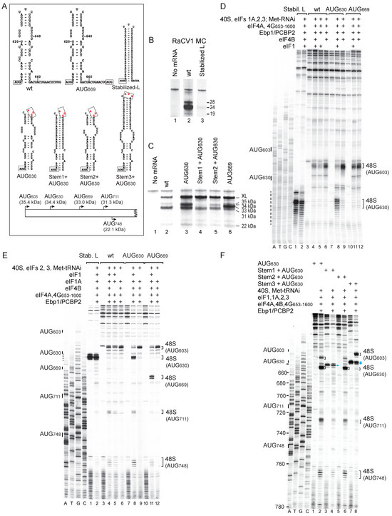 Viruses 16 01413 g005