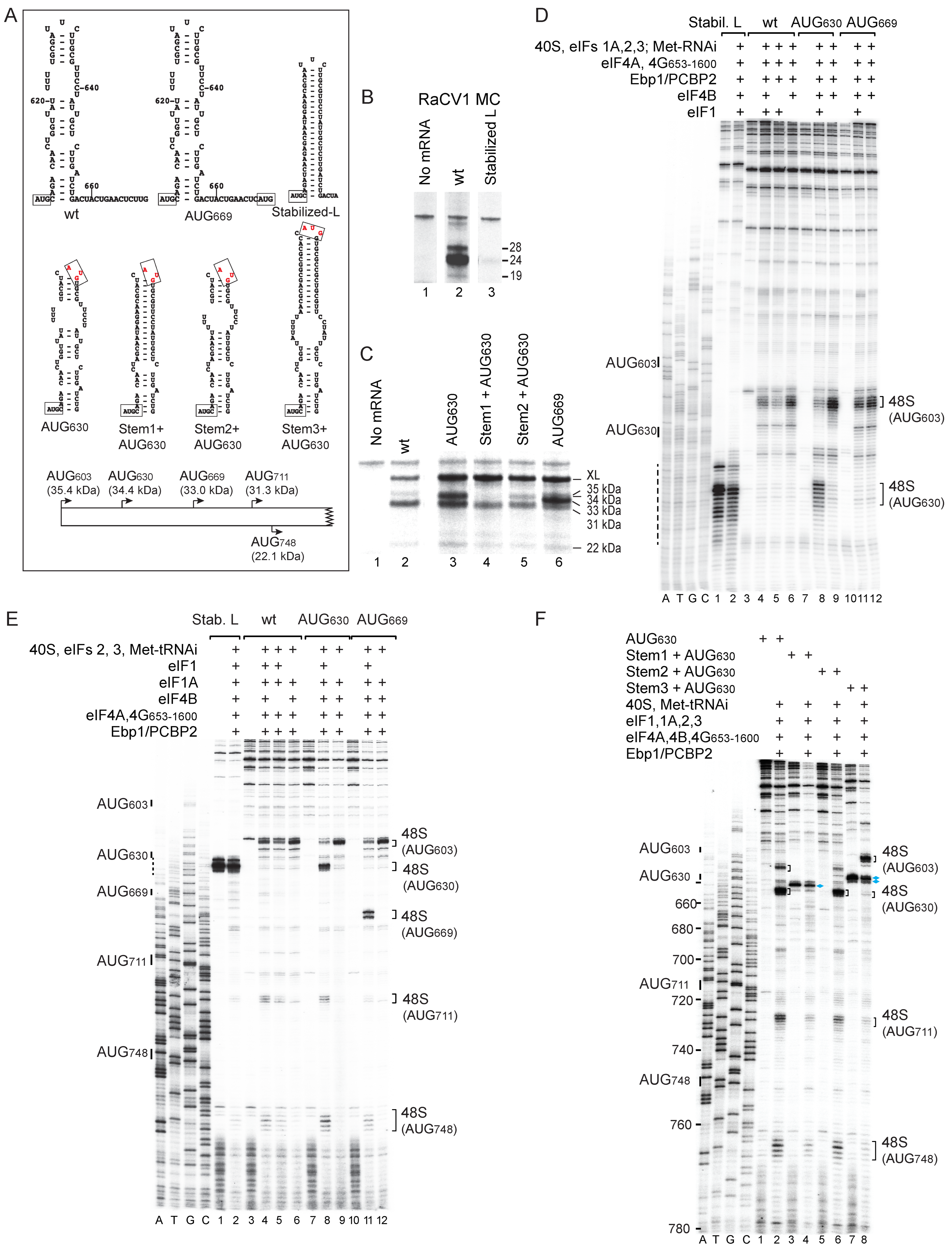 Viruses 16 01413 g005