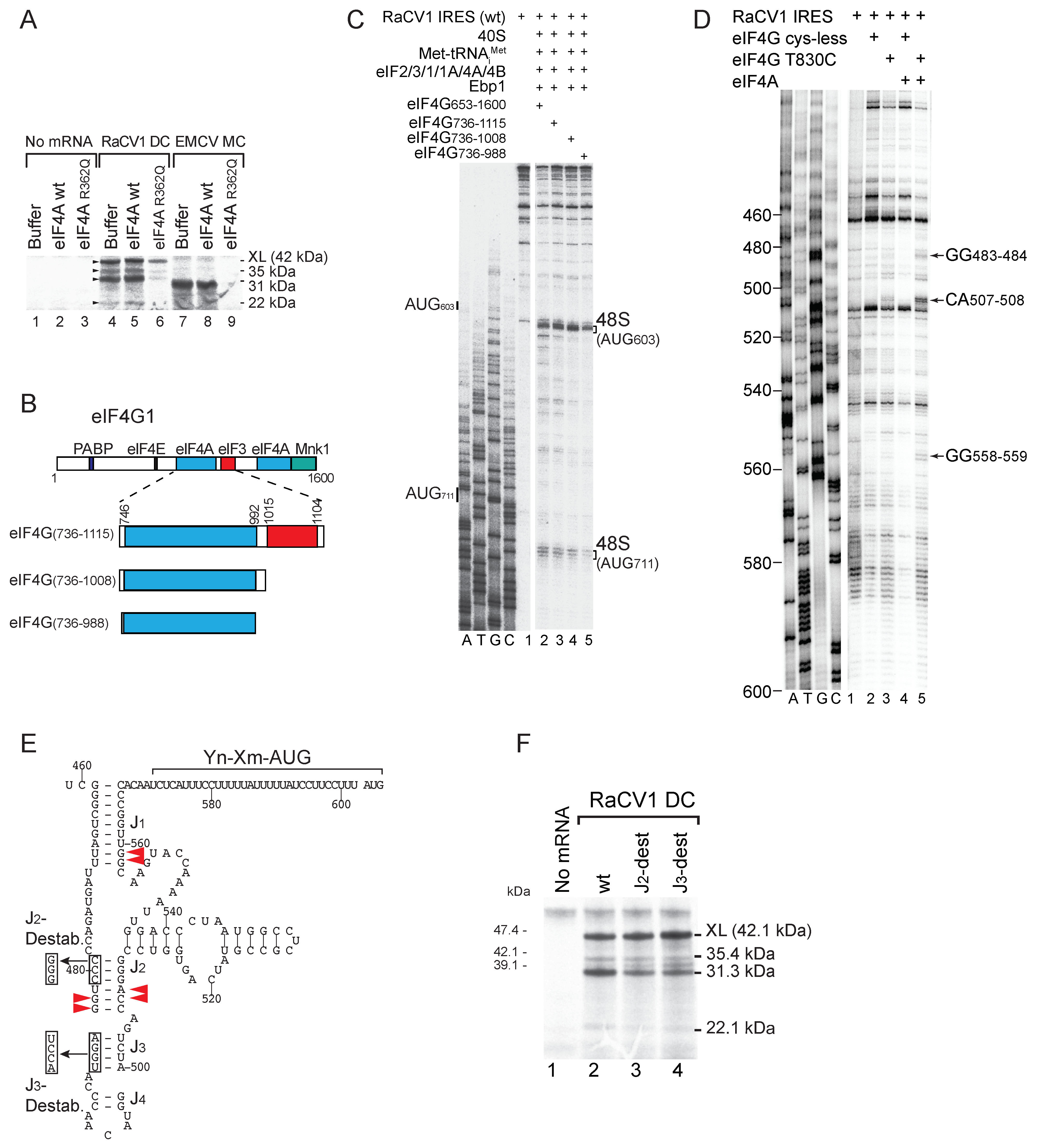 Viruses 16 01413 g006