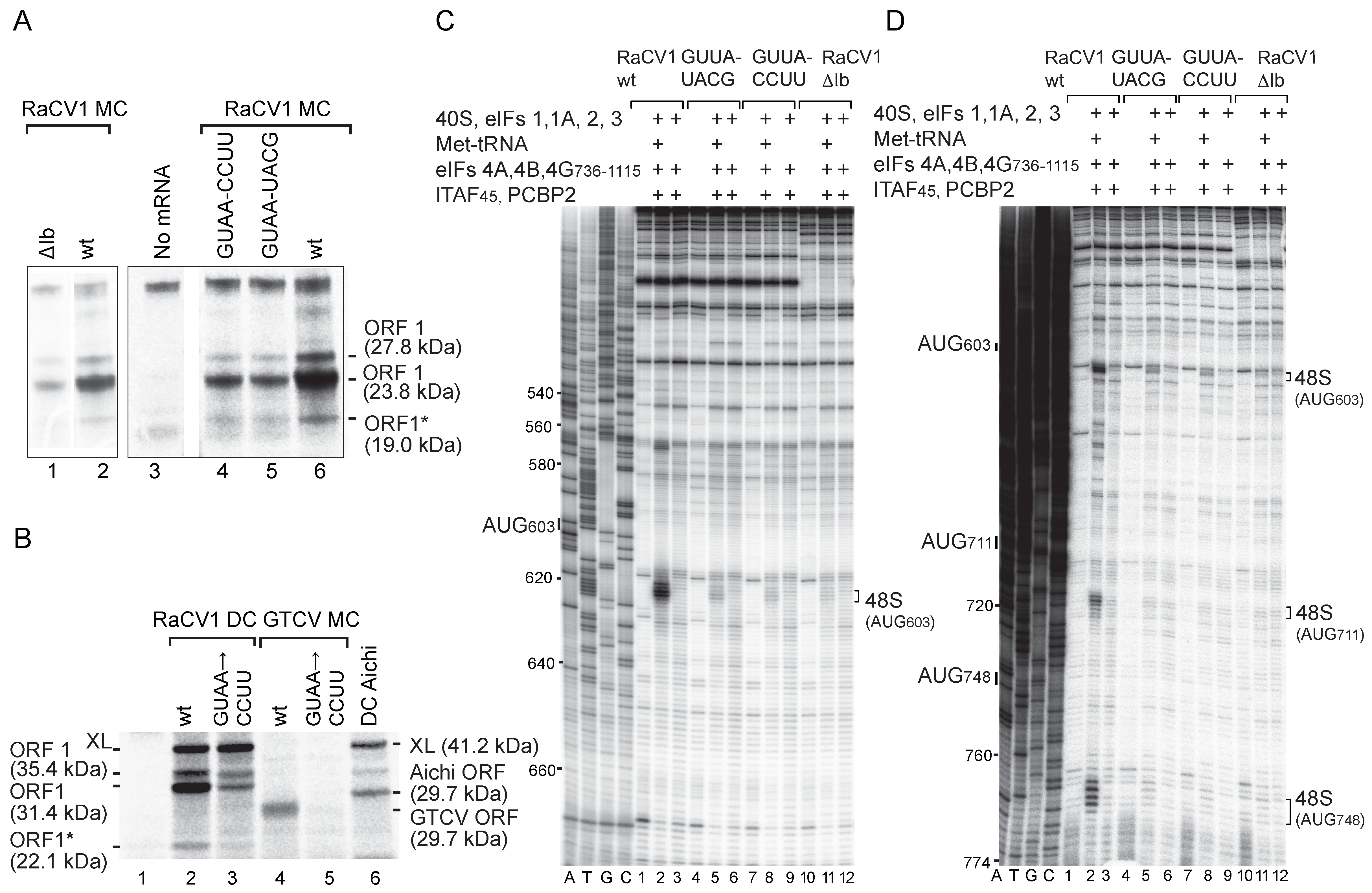 Viruses 16 01413 g007