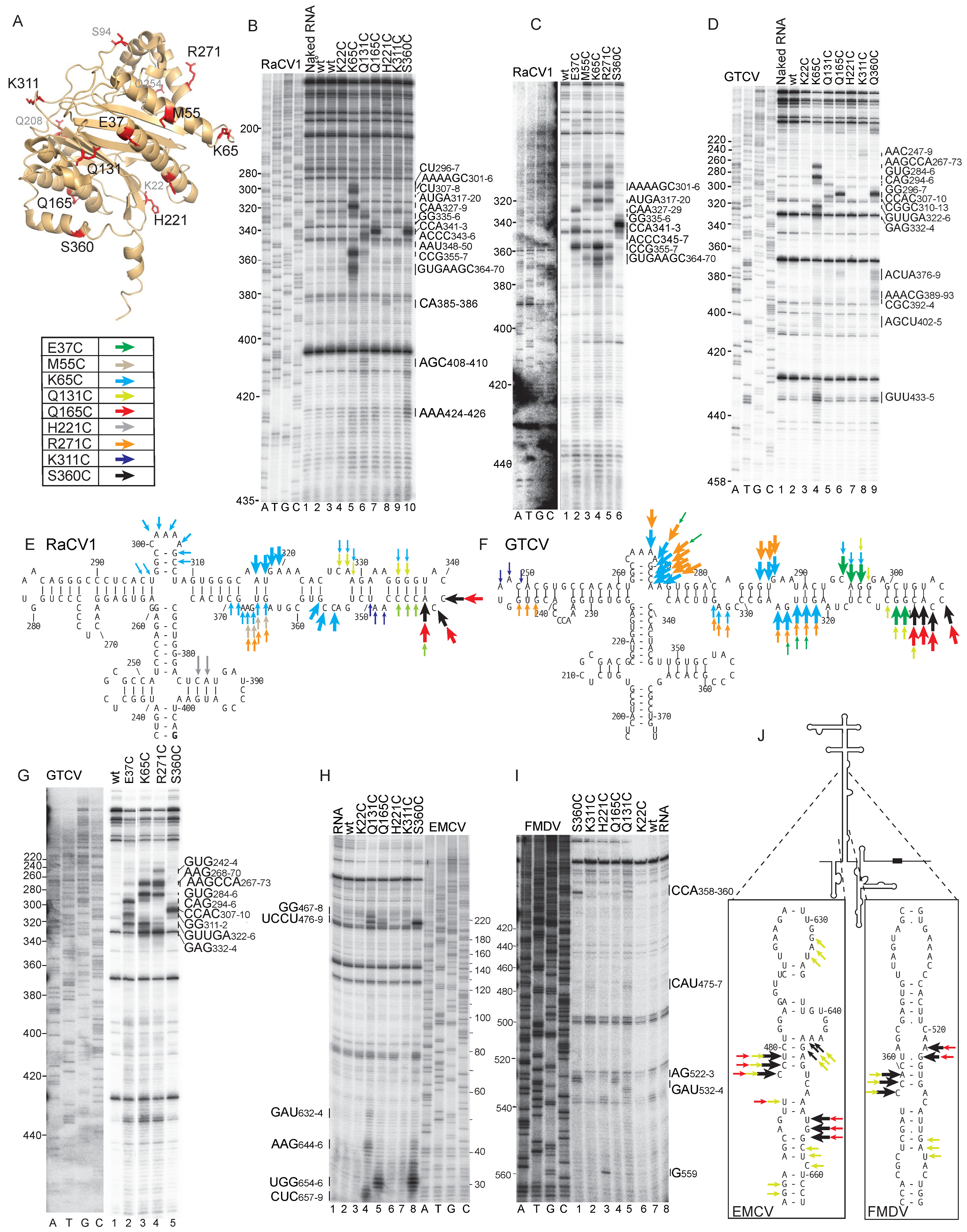 Viruses 16 01413 g008