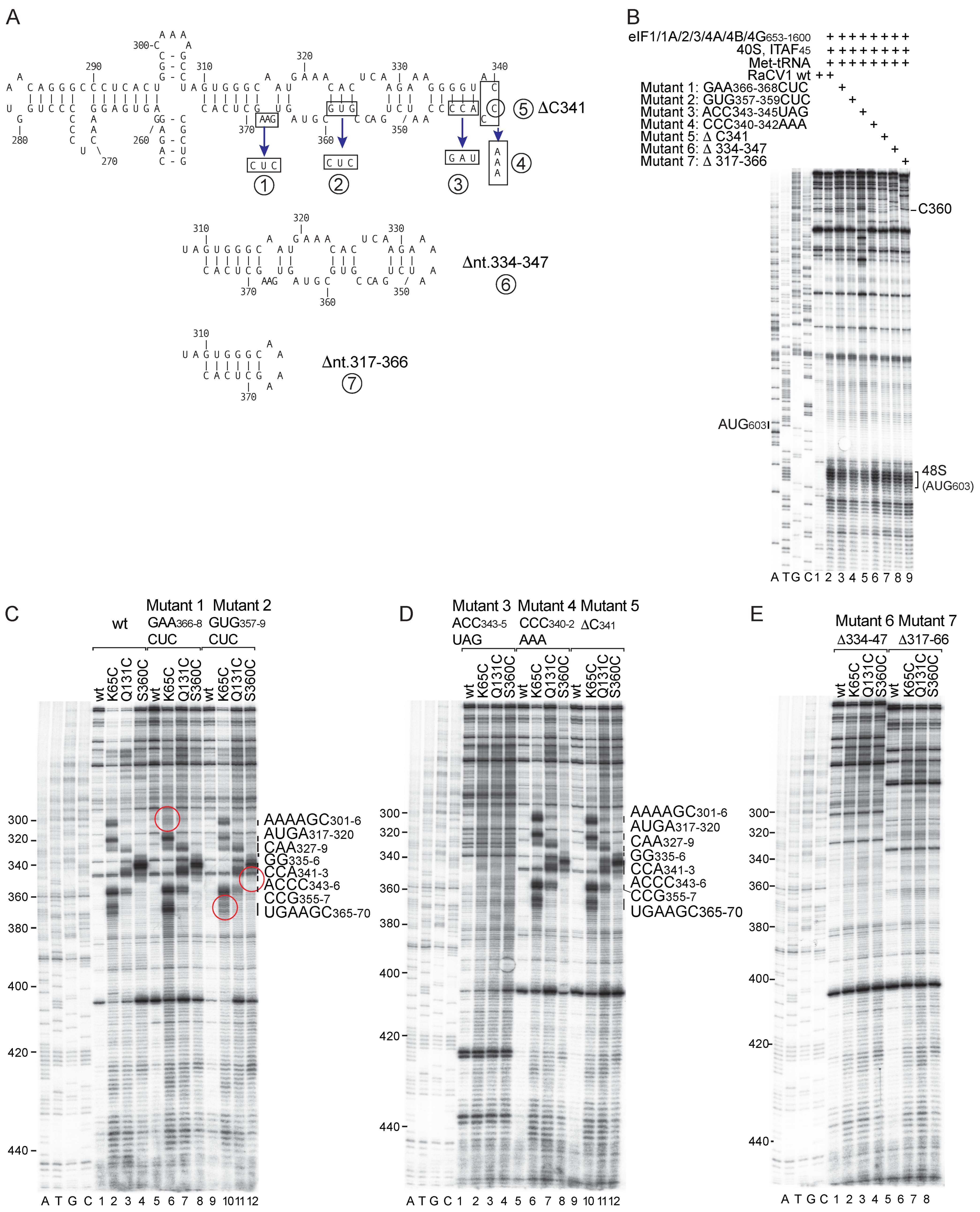 Viruses 16 01413 g009