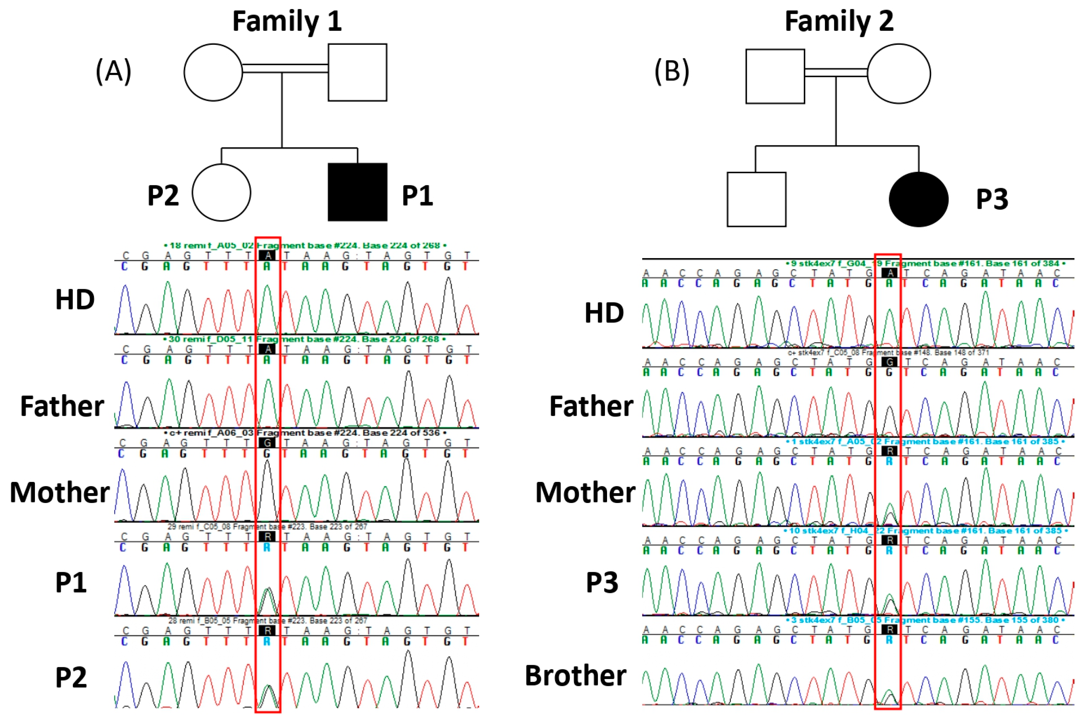 Viruses 16 01415 g003