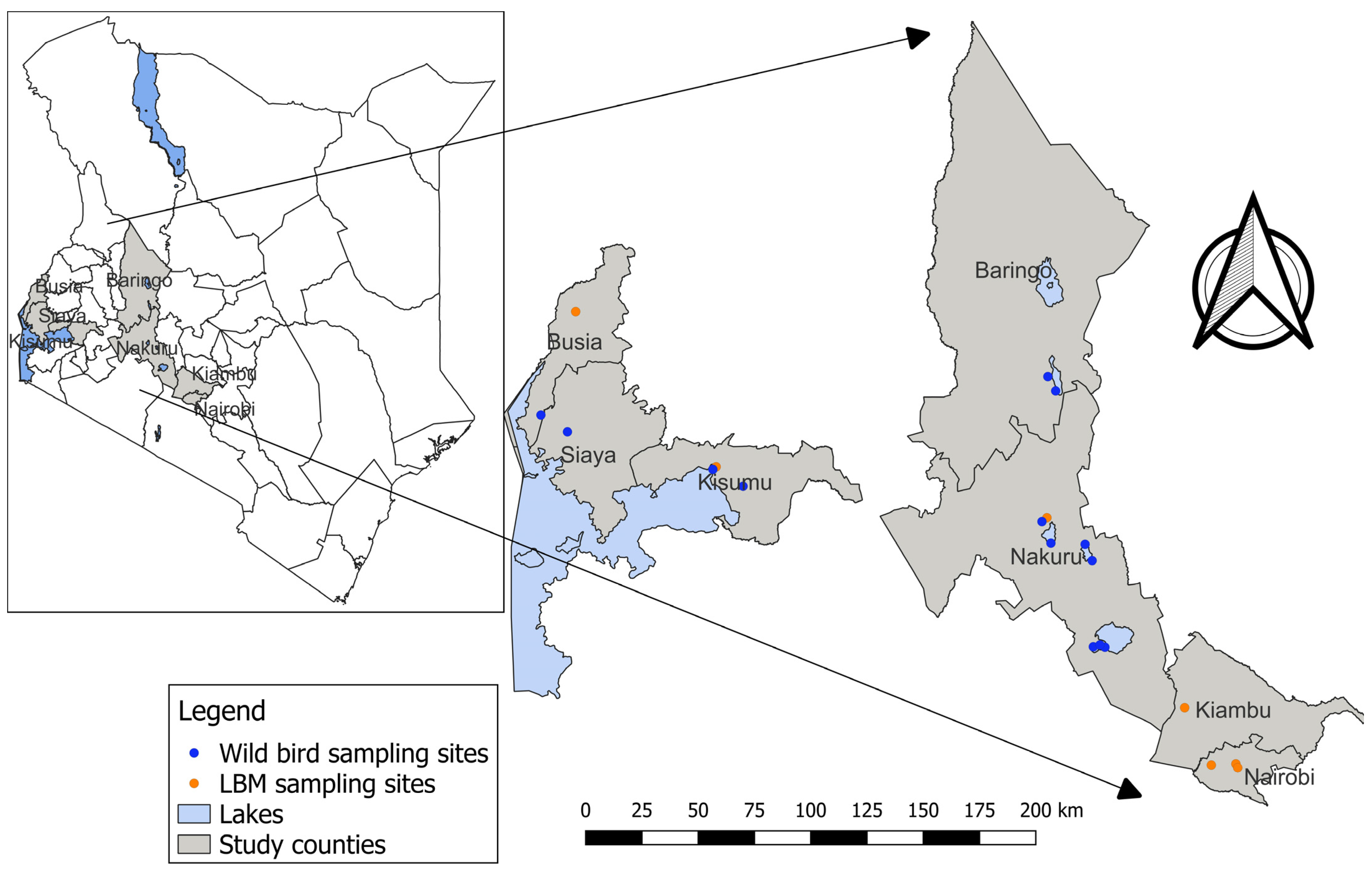 Viruses 16 01417 g001