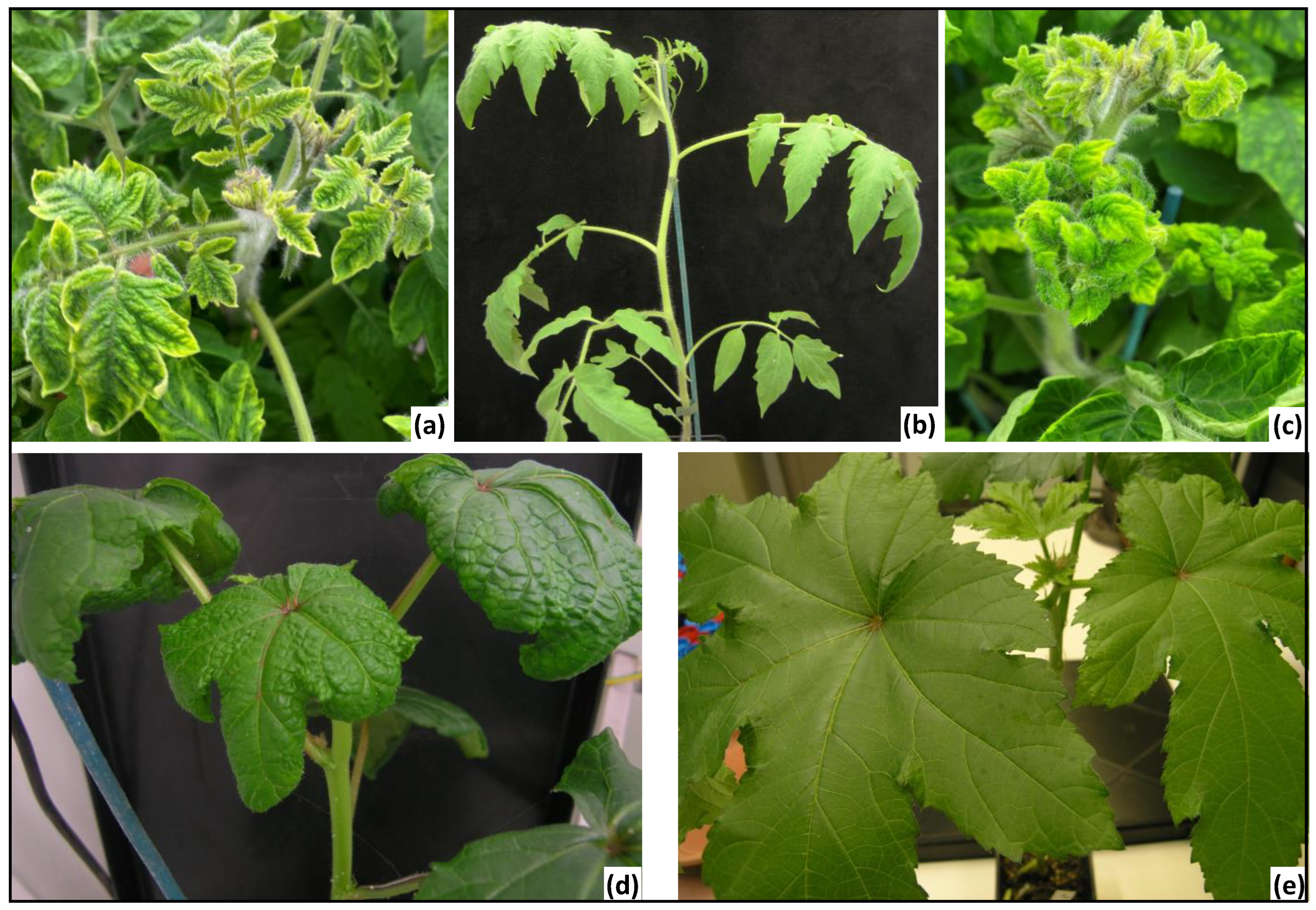 Viruses 16 01420 g002