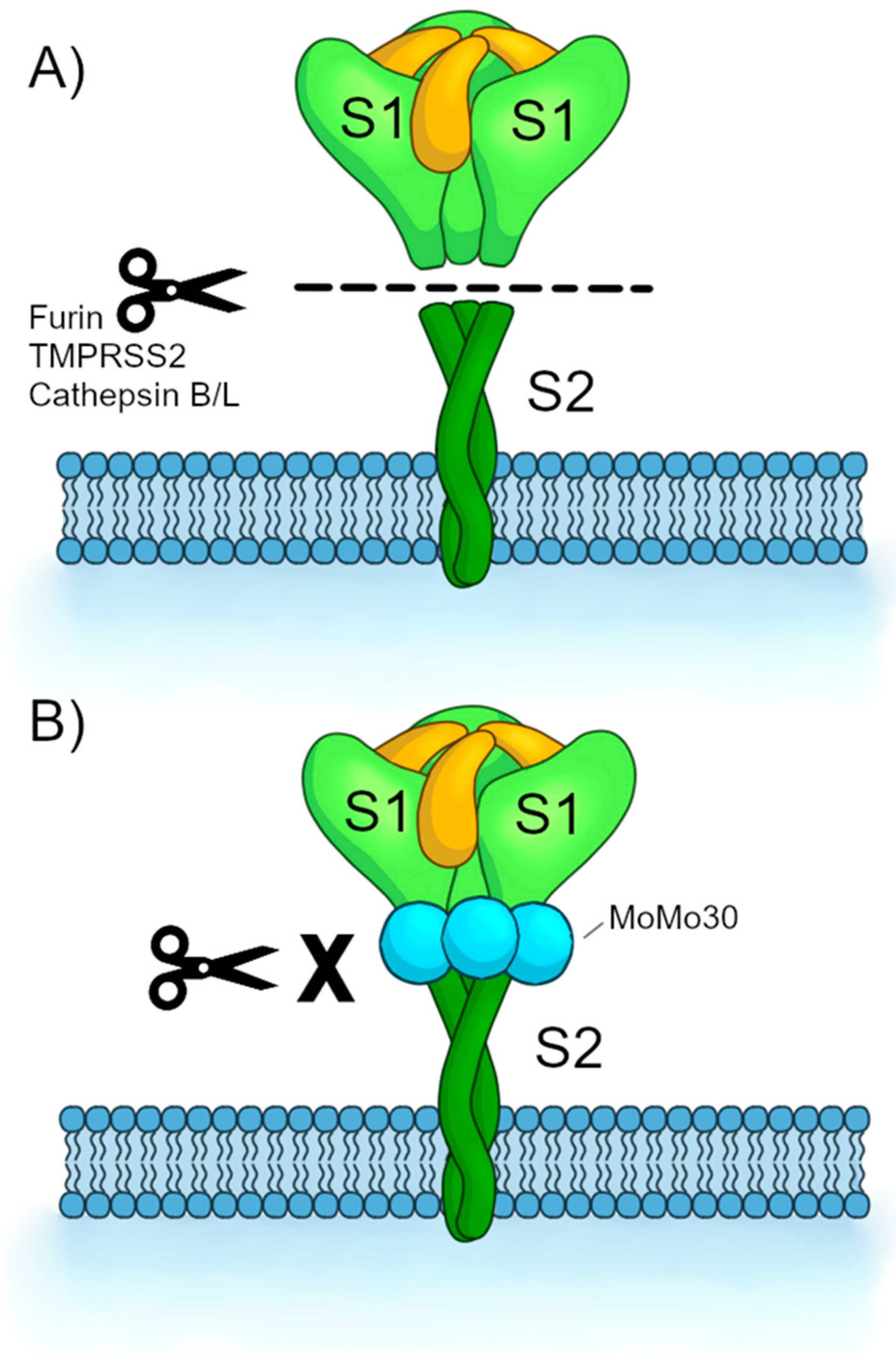 Viruses 16 01433 g006