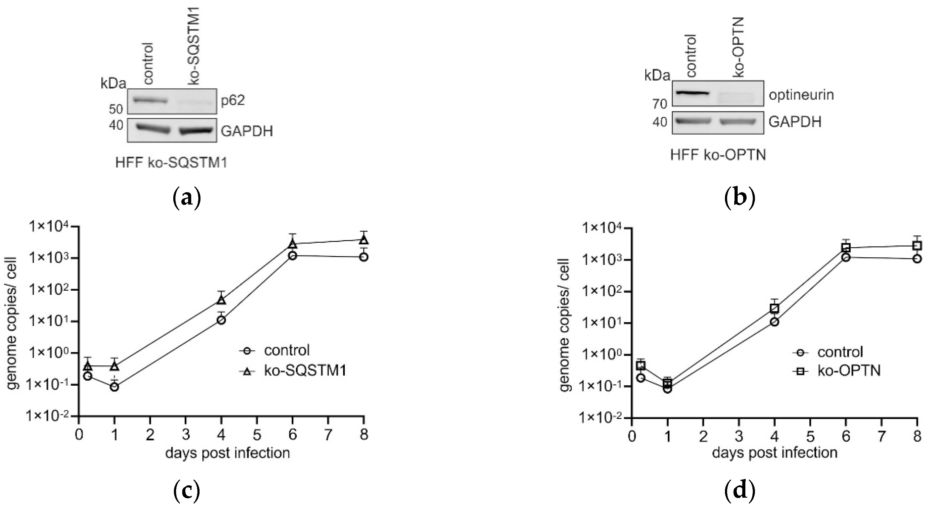 Viruses 16 01440 g001a
