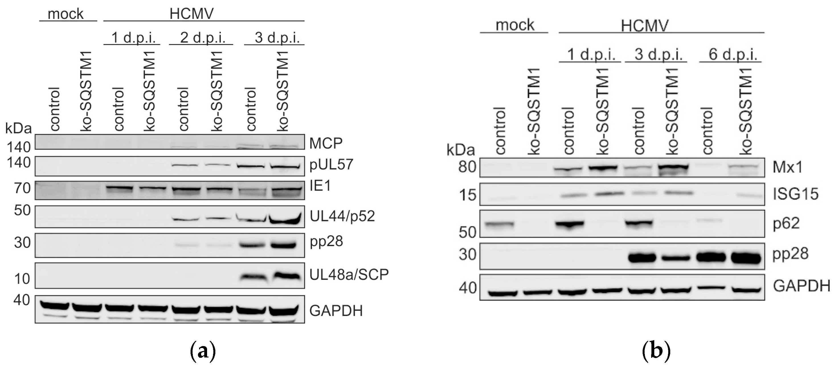 Viruses 16 01440 g003