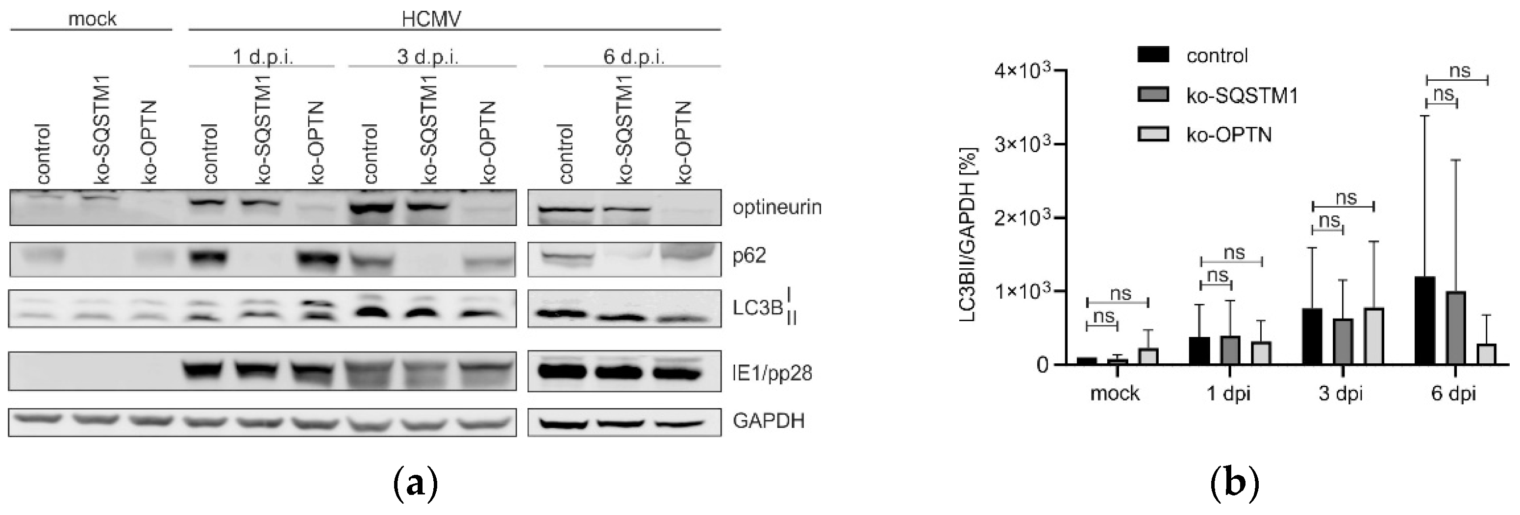 Viruses 16 01440 g004
