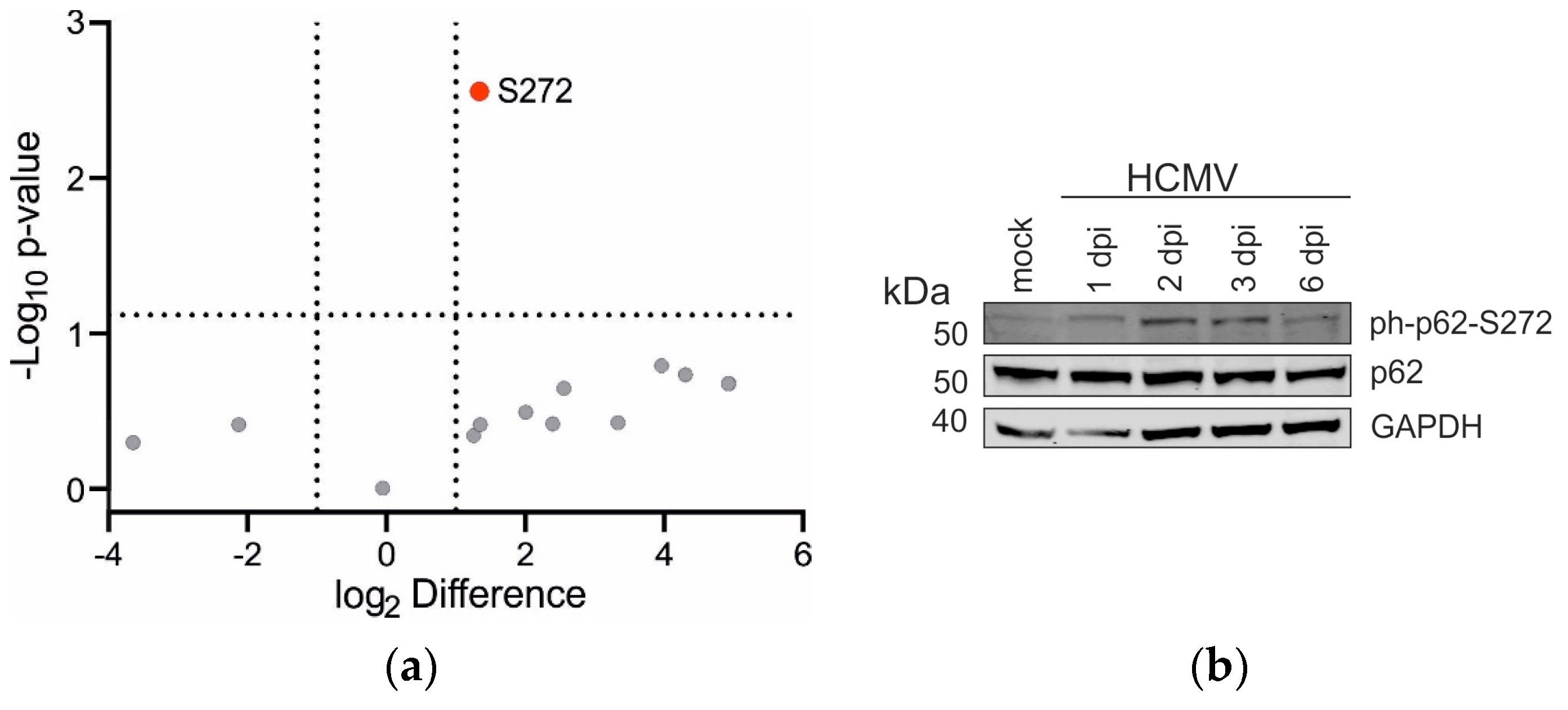 Viruses 16 01440 g005