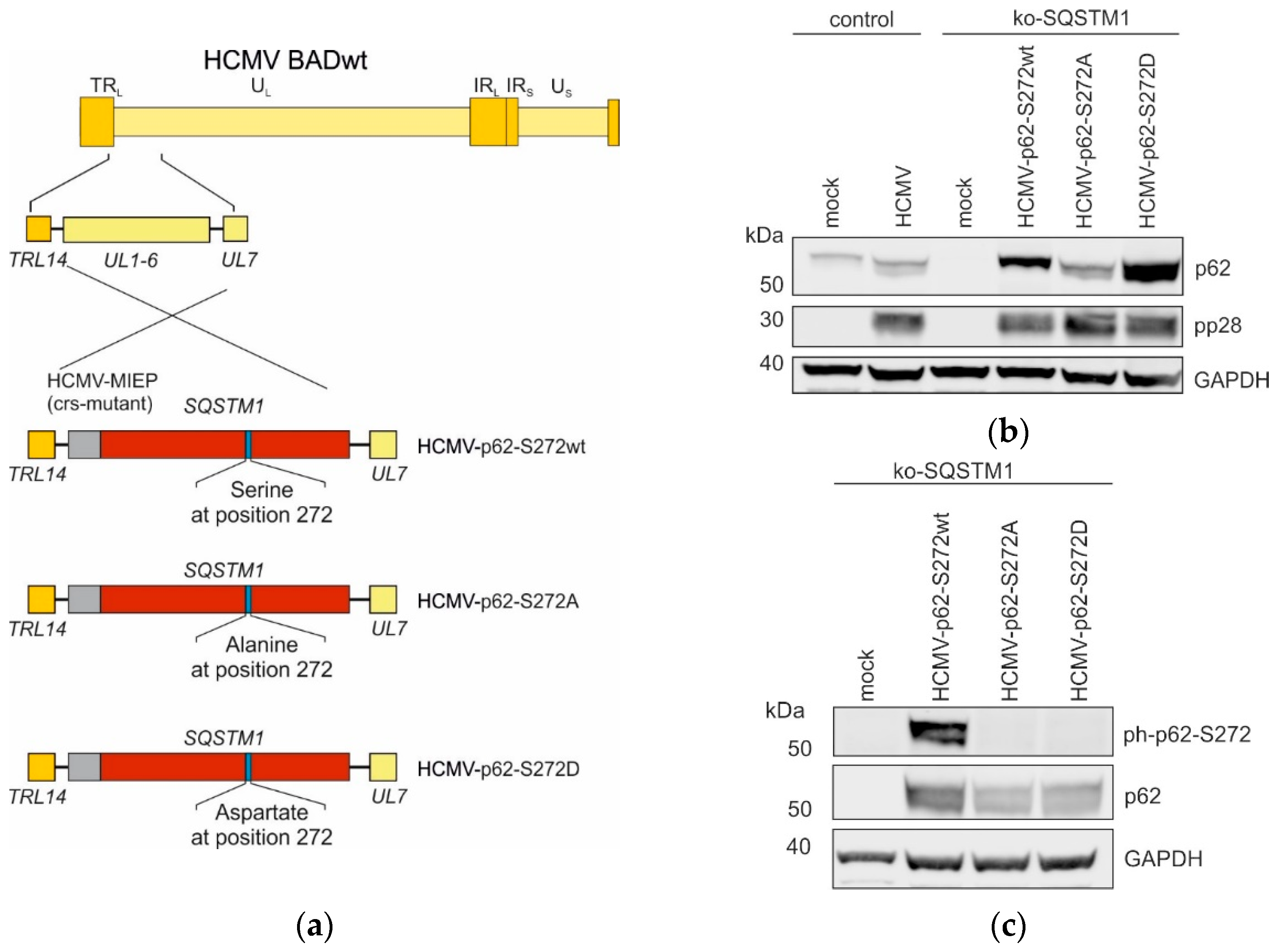 Viruses 16 01440 g006