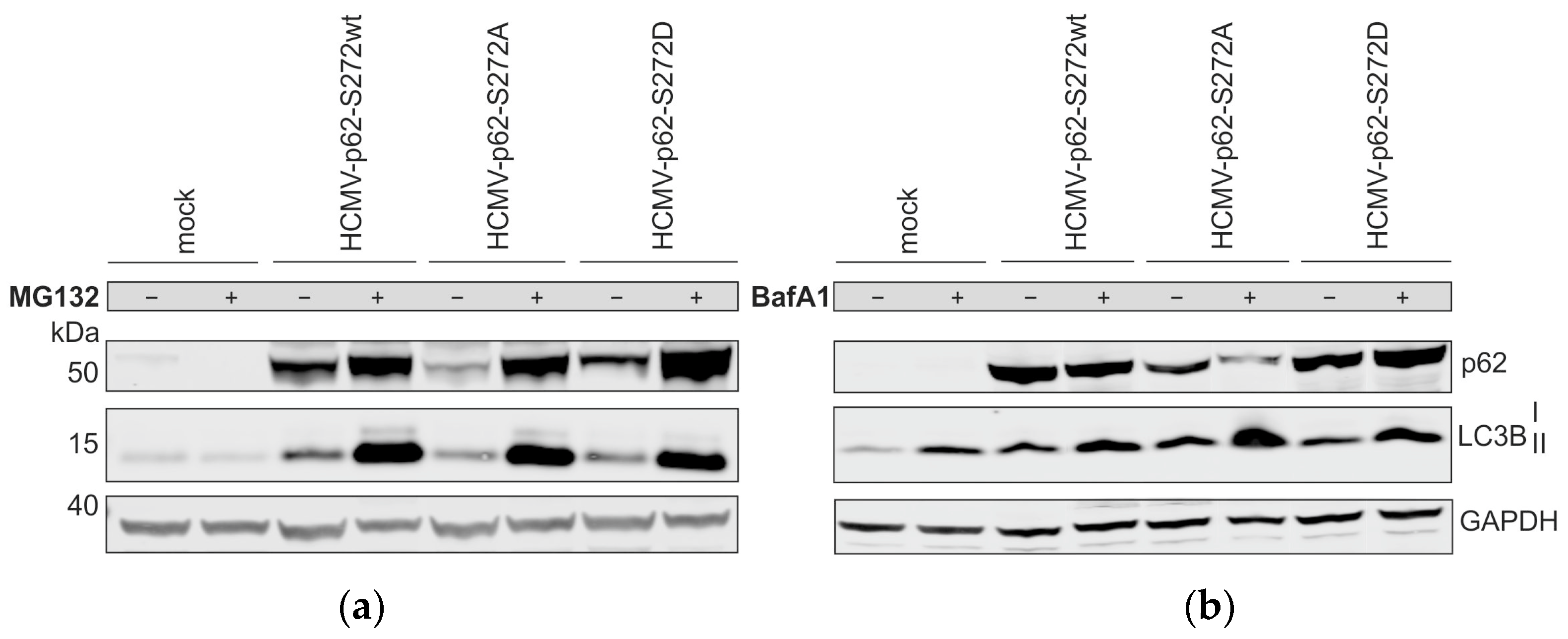 Viruses 16 01440 g009