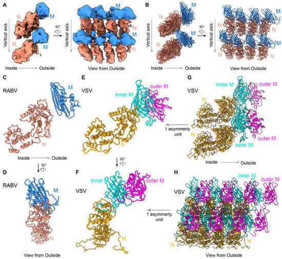 Viruses 16 01447 g003
