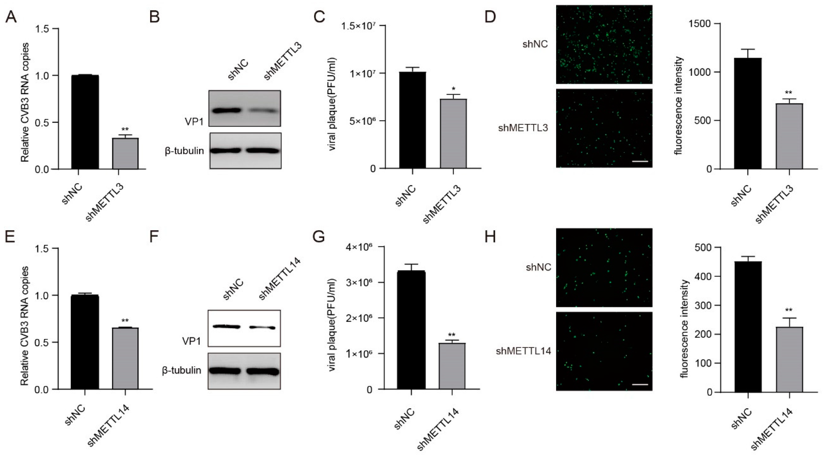Viruses 16 01448 g003