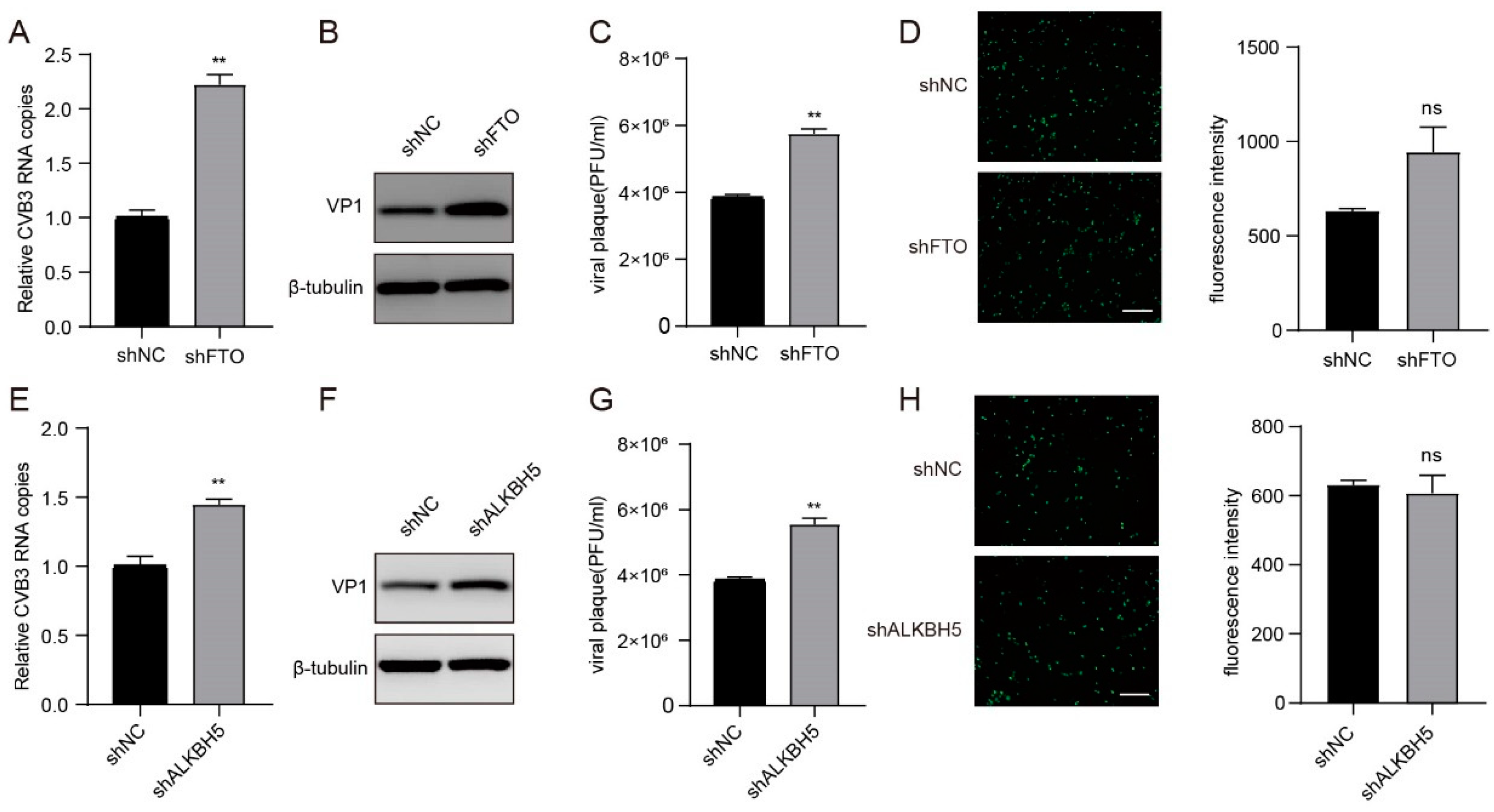 Viruses 16 01448 g004