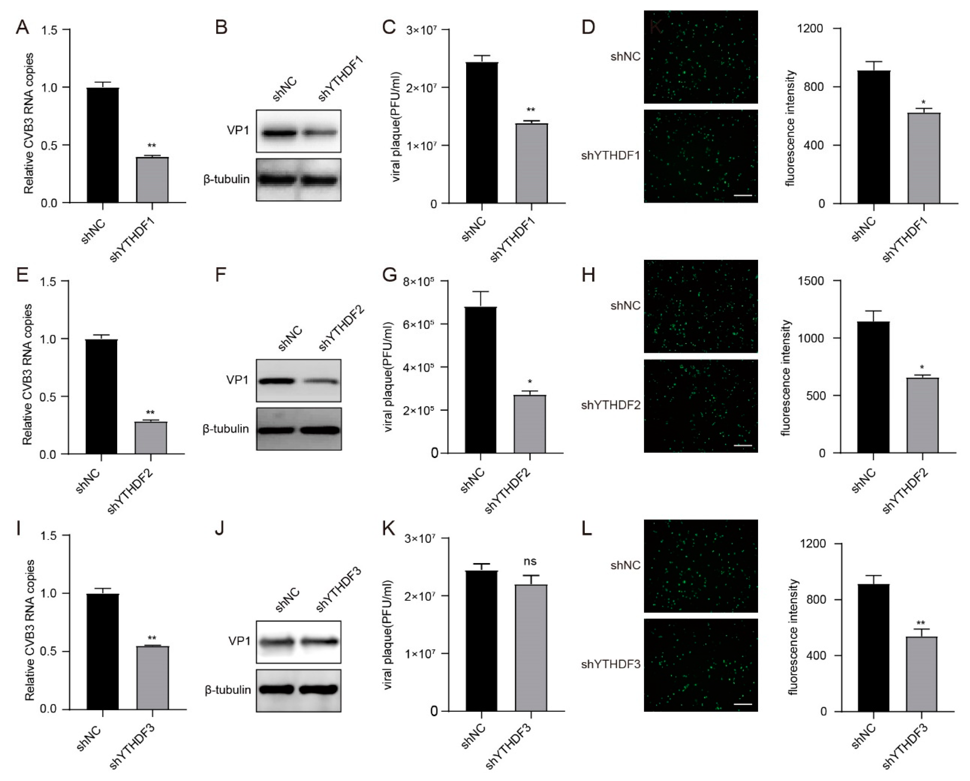 Viruses 16 01448 g005