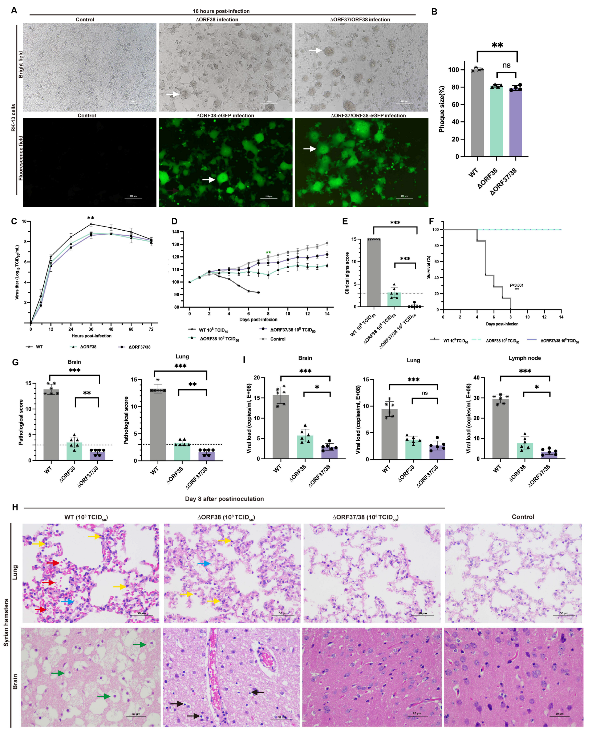 Viruses 16 01472 g001