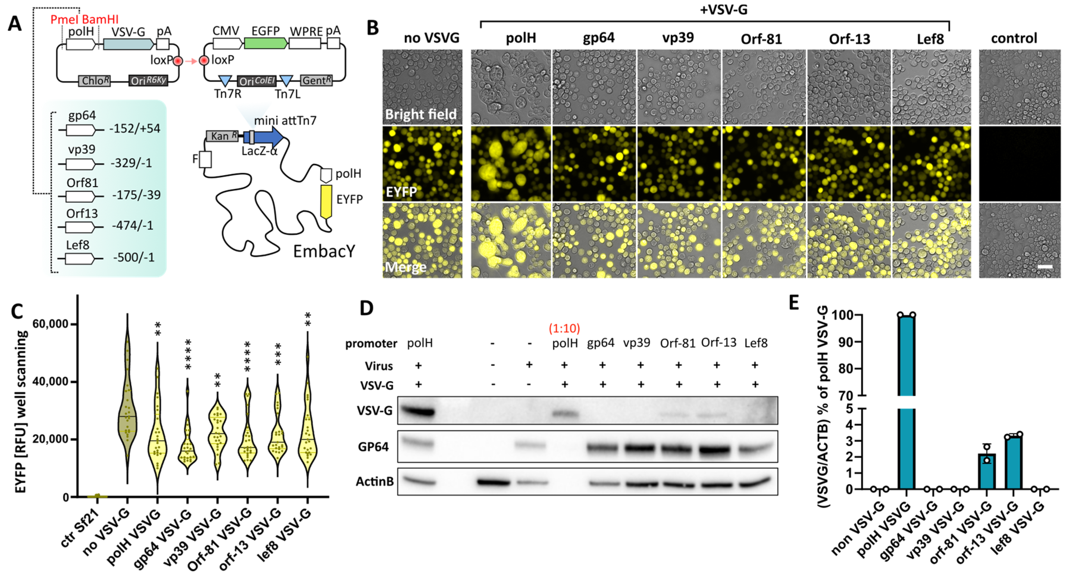 Viruses 16 01475 g001