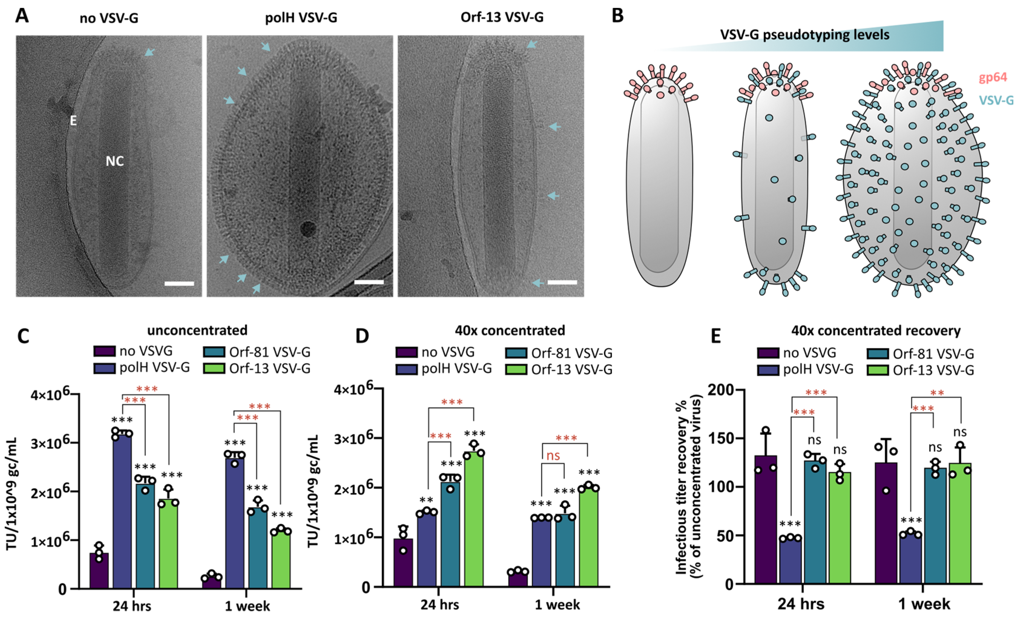 Viruses 16 01475 g003