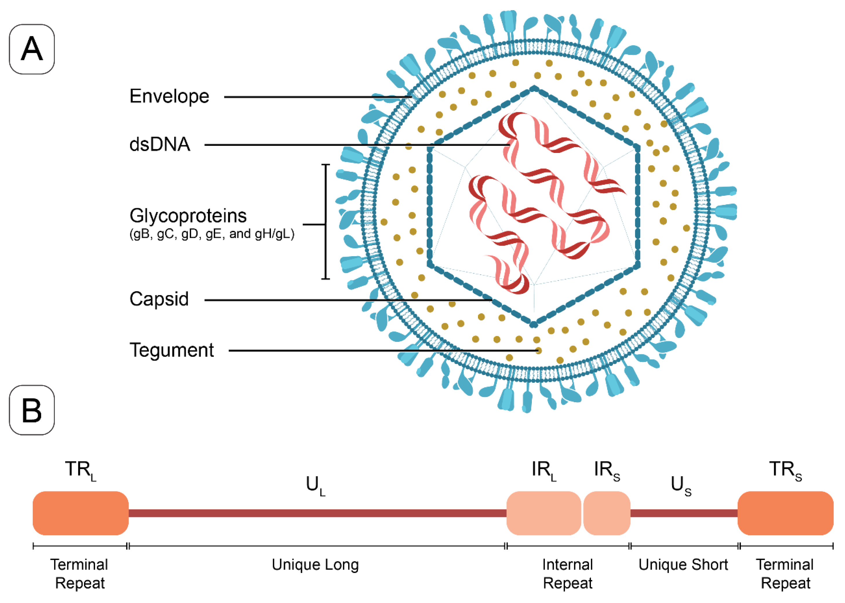 Viruses 16 01476 g001 Viruses 16 01476 g001