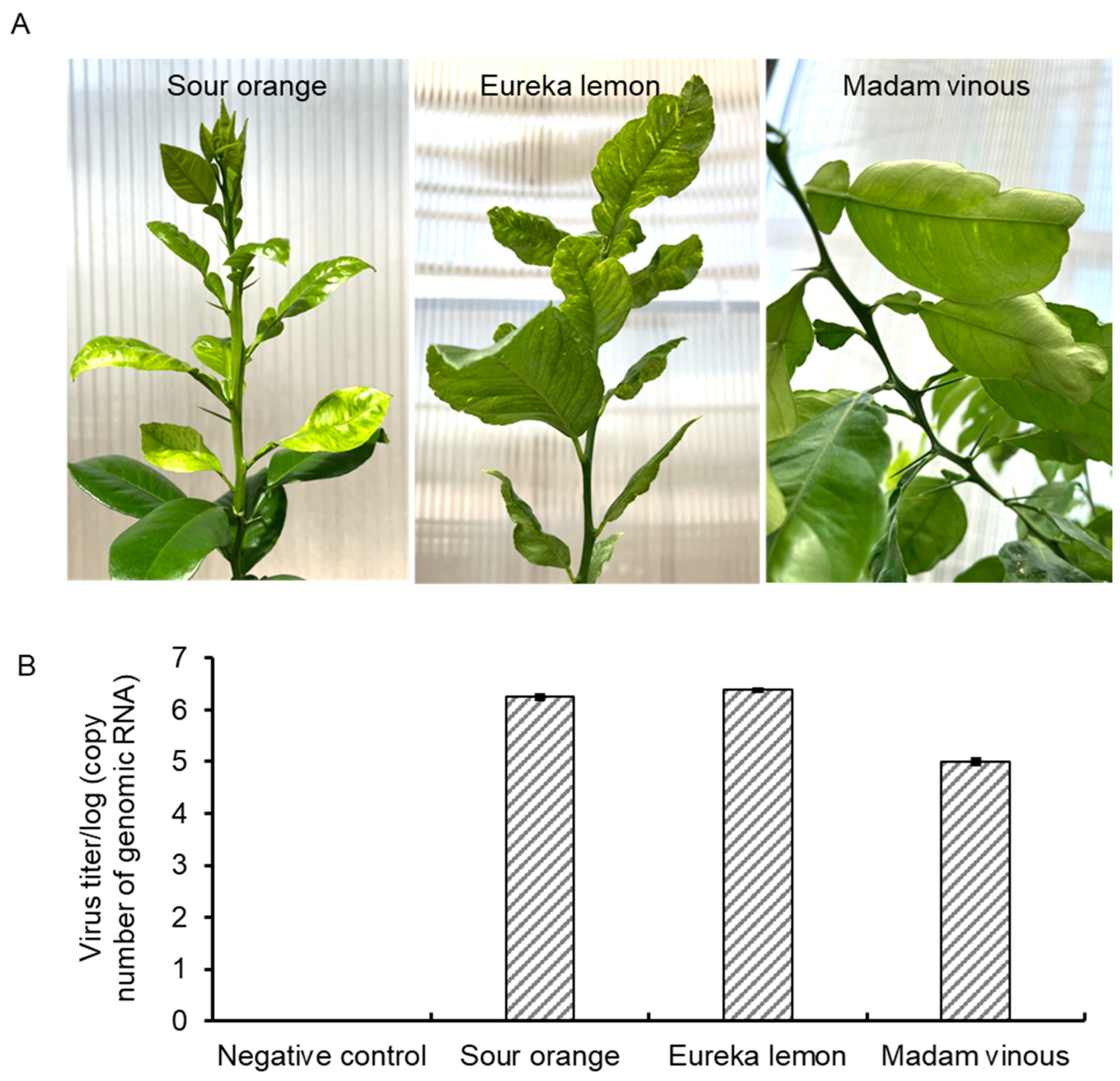 Viruses 16 01479 g001