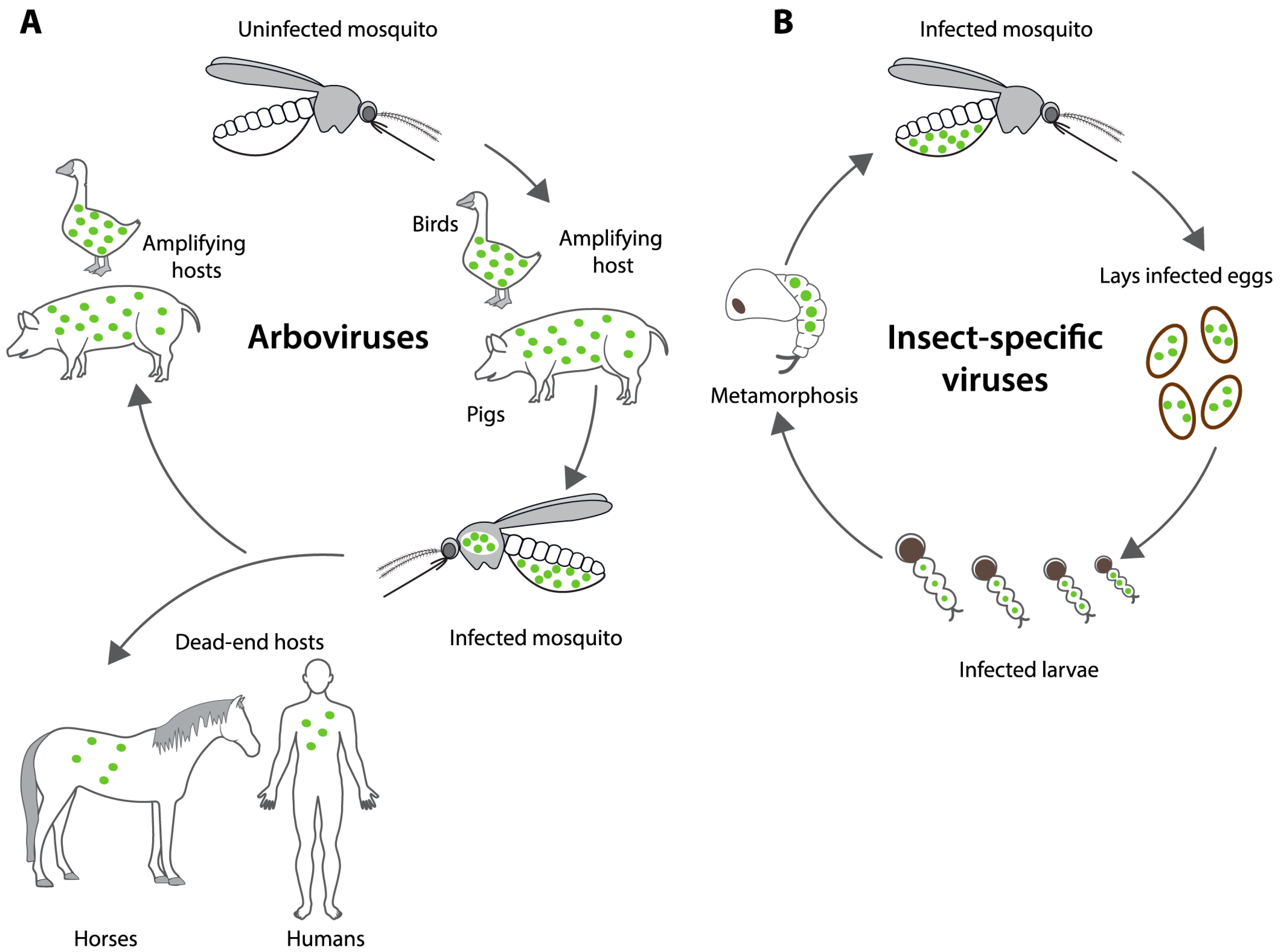 Viruses 16 01499 g001