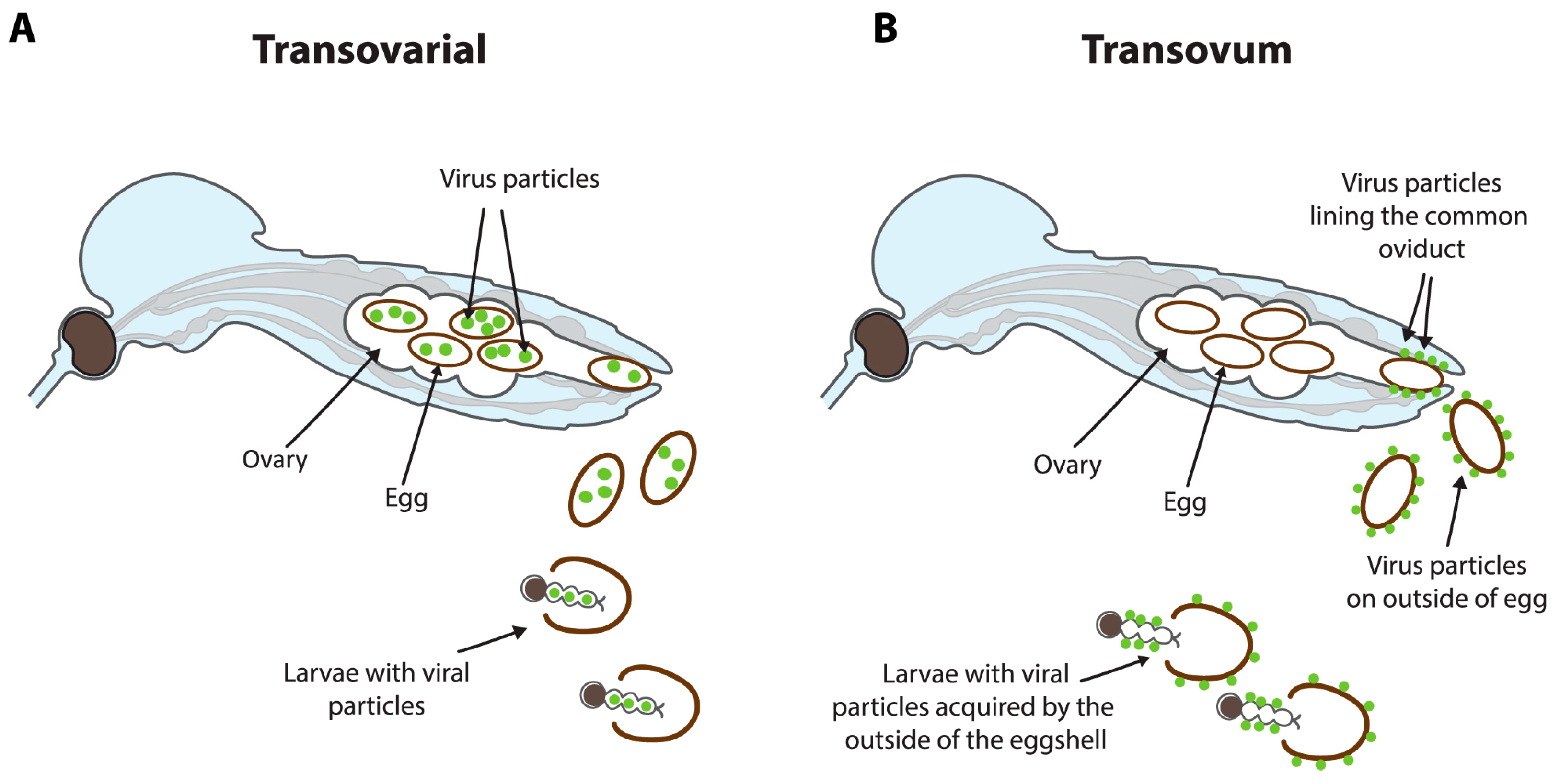 Viruses 16 01499 g004