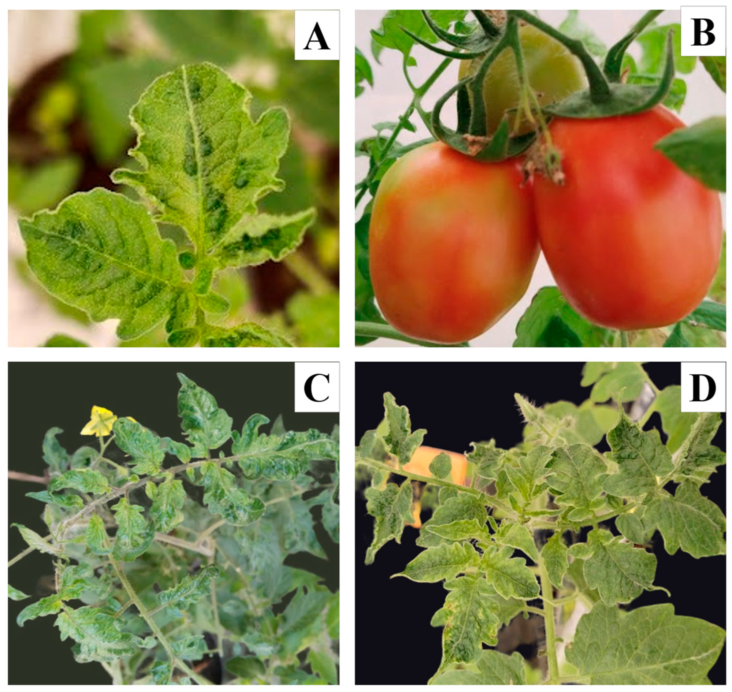 Viruses 16 01510 g002