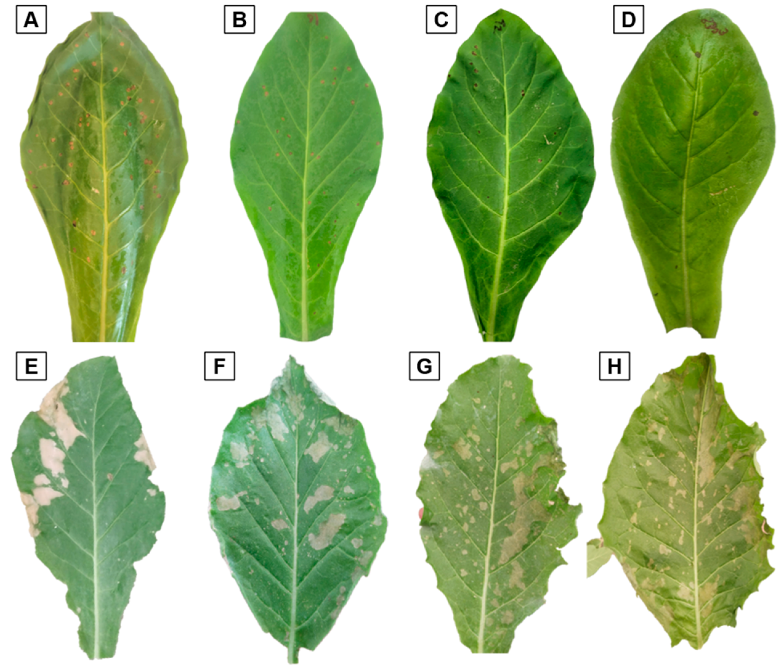 Viruses 16 01510 g003