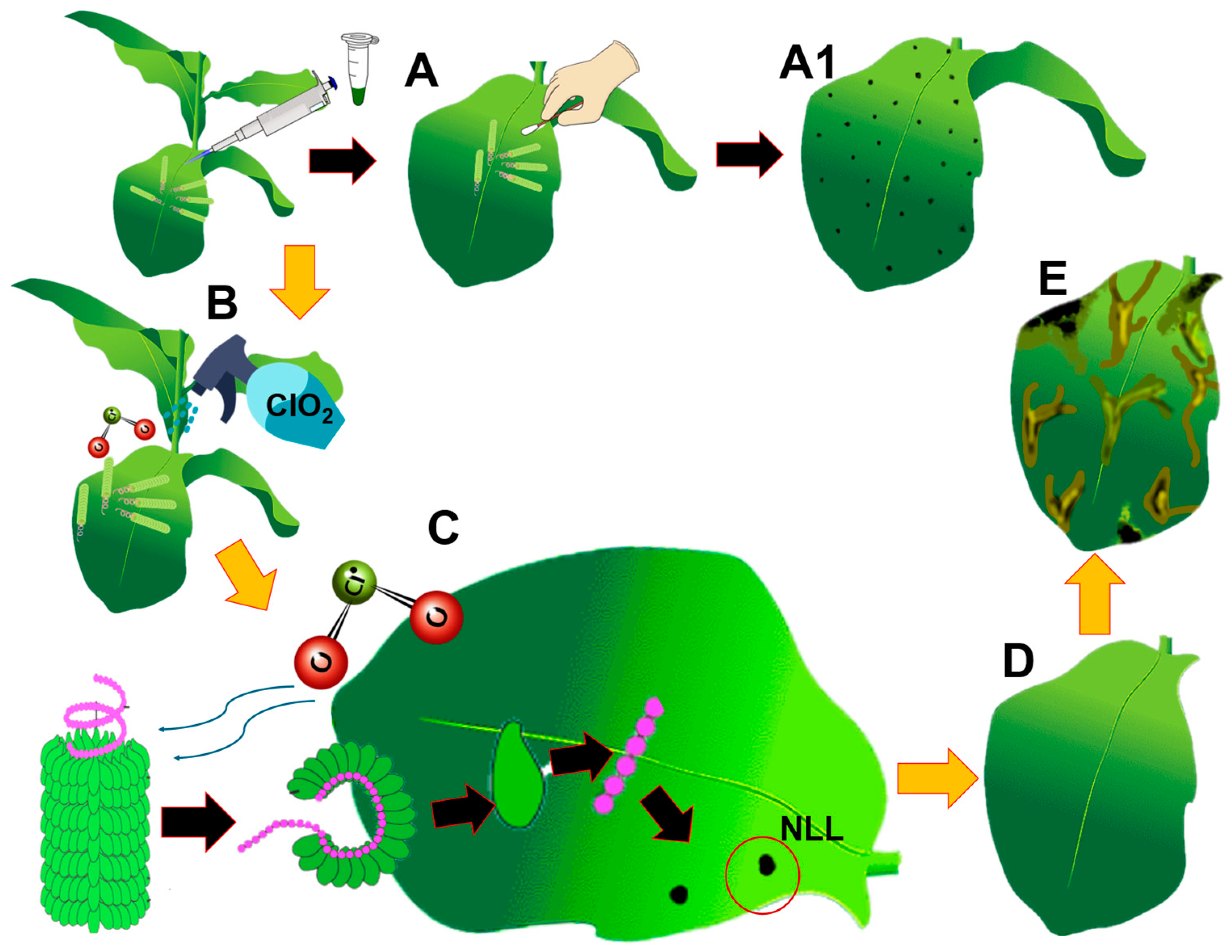 Viruses 16 01510 g009