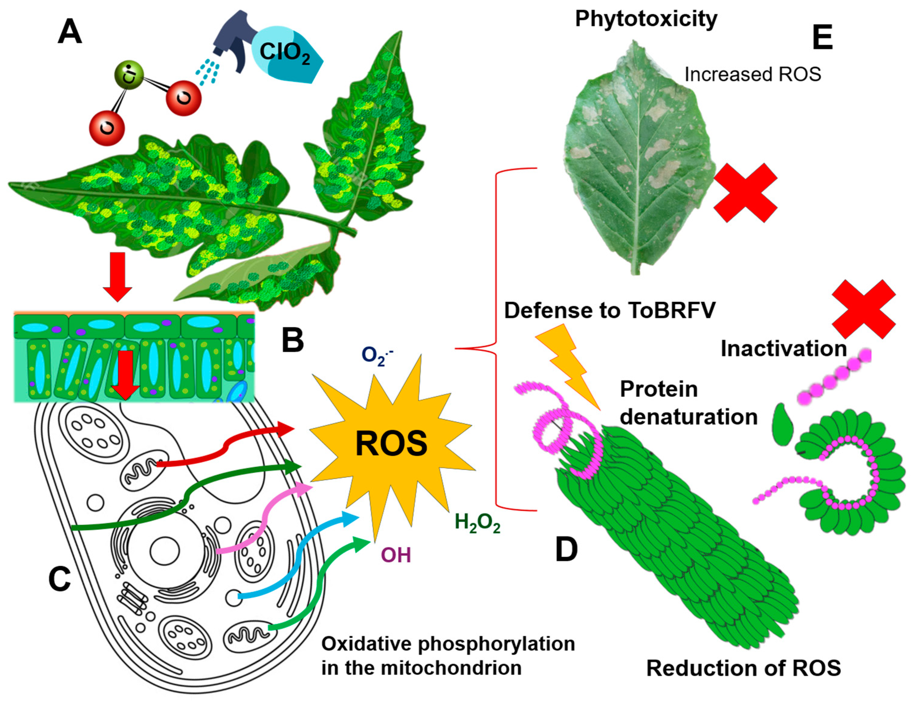 Viruses 16 01510 g010
